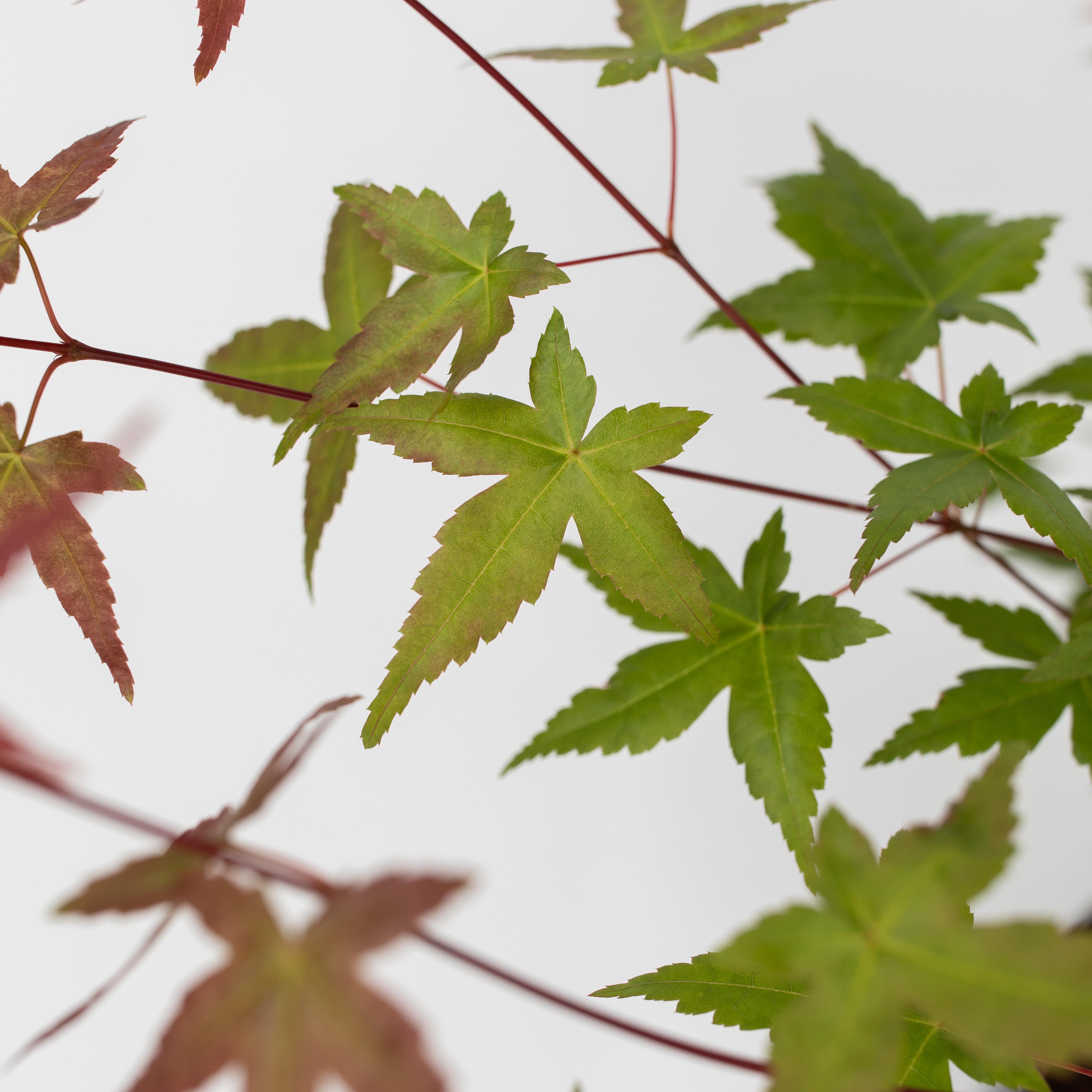 Érable du Japon - Acer palmatum 'Beni Maiko' - Hauteur 60-70cm - ⌀19cm - 4