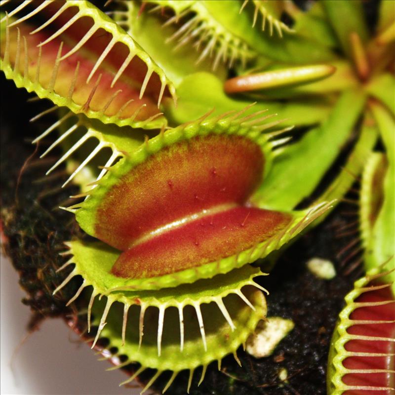 Venus Flytrap - Dionaea muscipula - vaso 9cm - 2