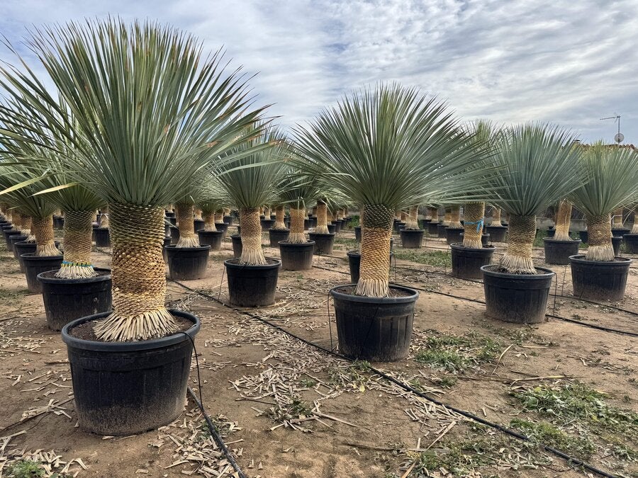 Sunny Tree - Yucca Rostrata - Palmier - Hauteur de la tige 50/60 cm - 180 cm - Lys de palmier rustique - 7