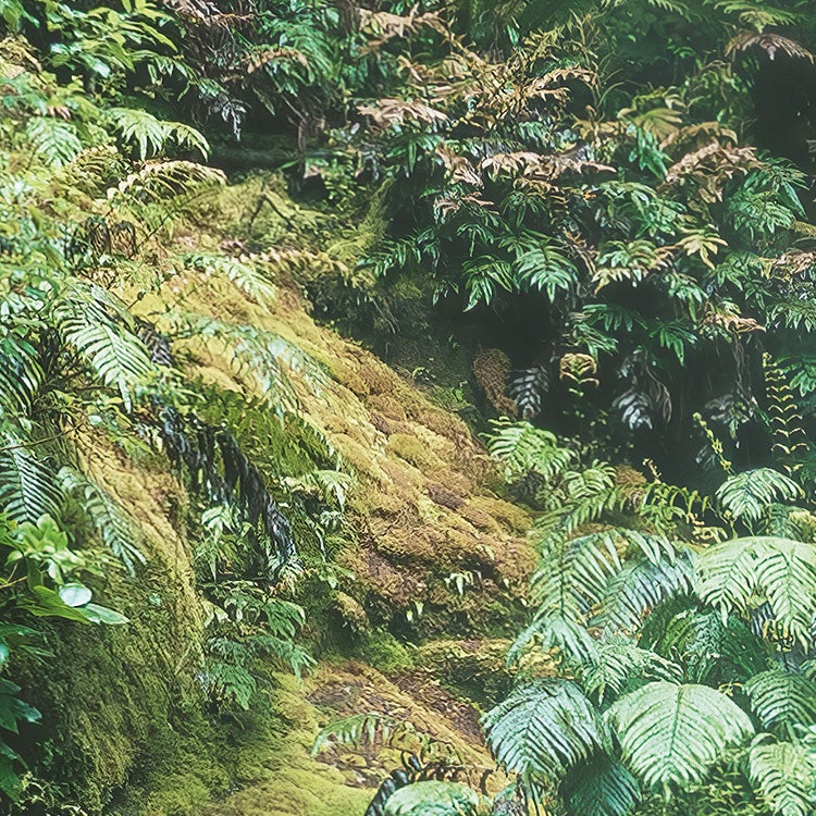 Fotomurale in tessuto non tessuto di Komar - Stefan Hefele Secret Veil - Dimensione: 450 x 280 cm - 7