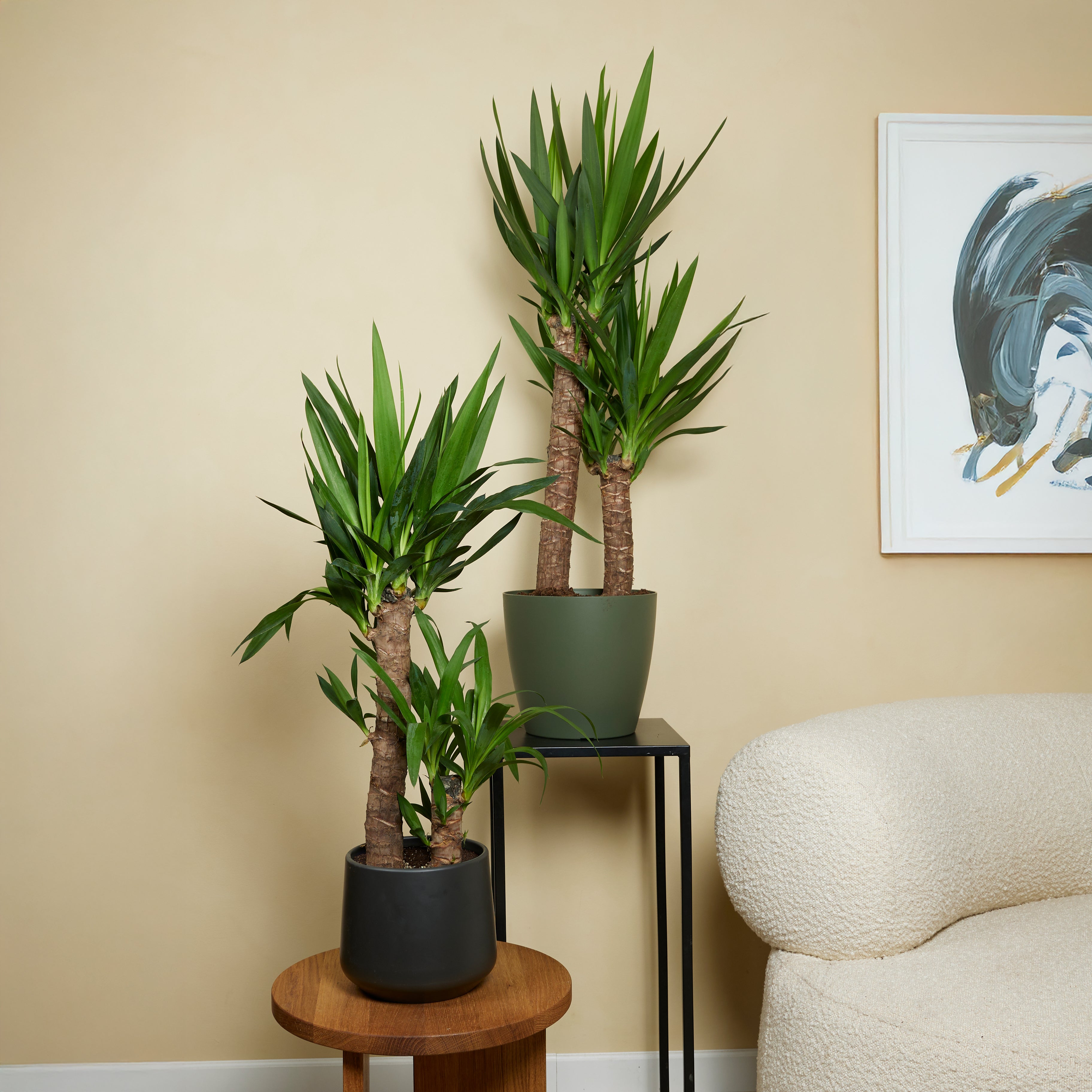 Lot de 2 - Yucca Elephantipes - Lis des palmiers - Plantes d'intérieur - P. 17cm - H. 70-80 cm - 2
