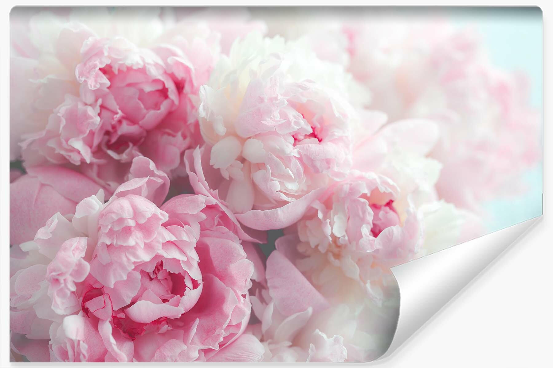 Vlieseline papel pintado foto peonias flores plantas naturaleza 3d para salon 360cm x 240cm