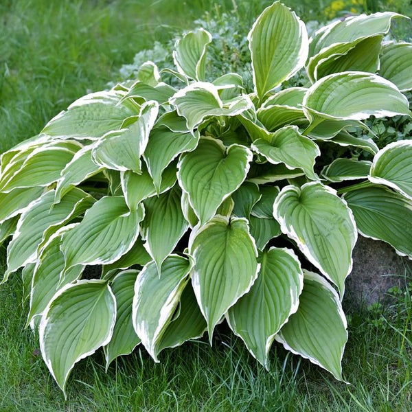 6 x Hosta - Hosta 'Francee' - godet 9x9 cm | Leroy Merlin