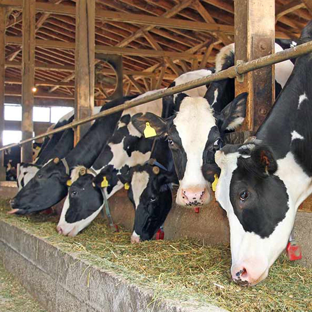 Vernice epossidica per alimenti (10 kg + 2,2 kg, grigio) - Progettata appositamente per aziende agricole, sale operatorie e industria alimentare - 7