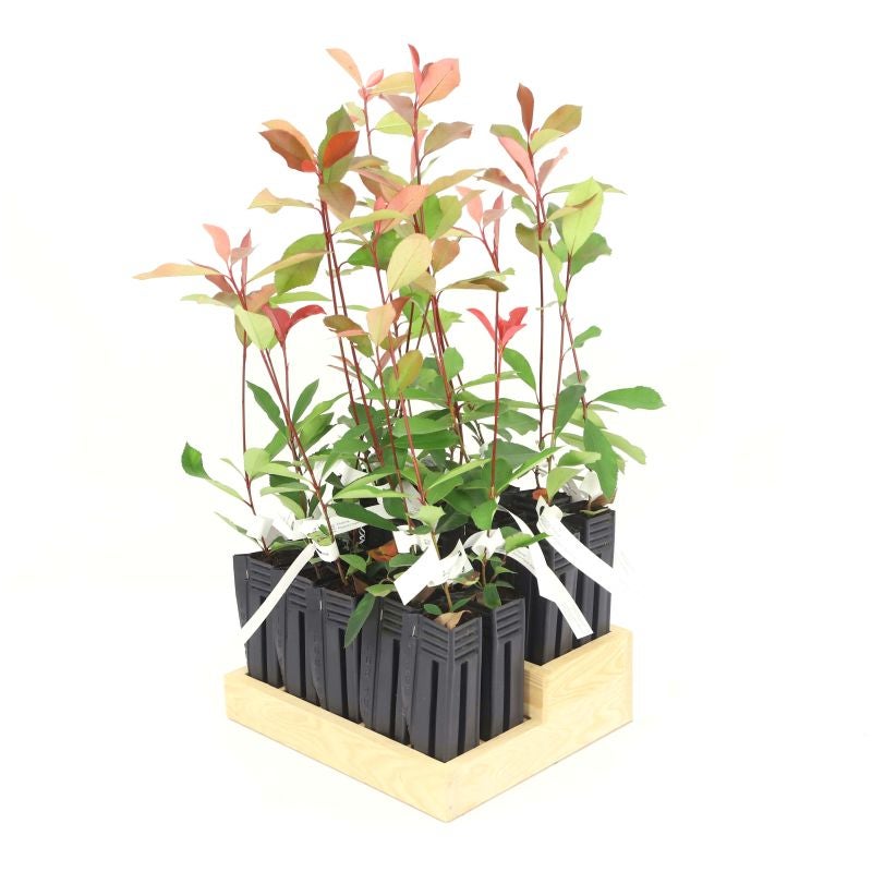 20 Photinias (Photinia Fraseri 'Red Robin') - Haie de Photinia - - Pépinières Naudet - 3