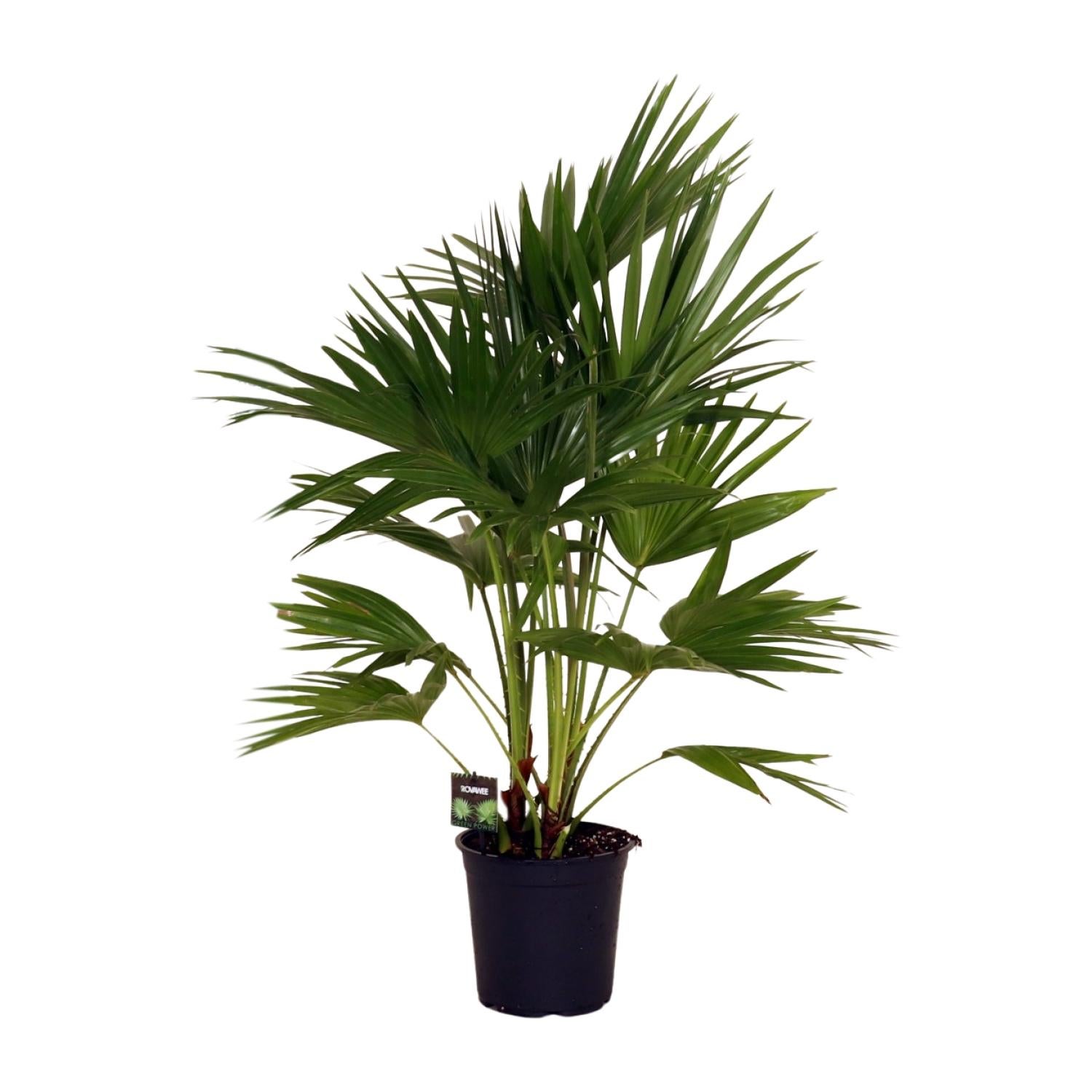 Livistona Chinensis palma wachlarz Ø24cm wysokość 100cm roślina dekoracyjna łatwa pielęgnacja