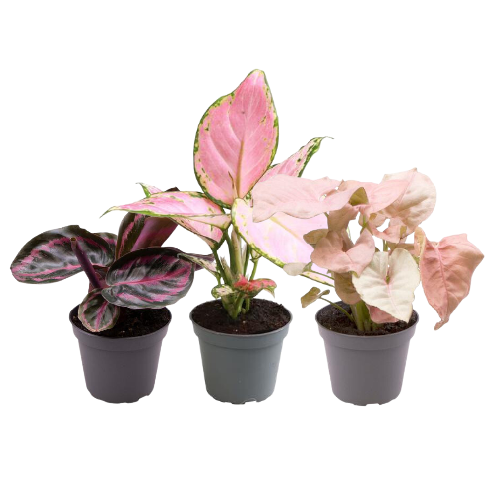 Zestaw Pink is the new green Ø6,5cm – Aglaonema Red Valentine, Red Zirkon &amp; Calathea Roseopicta