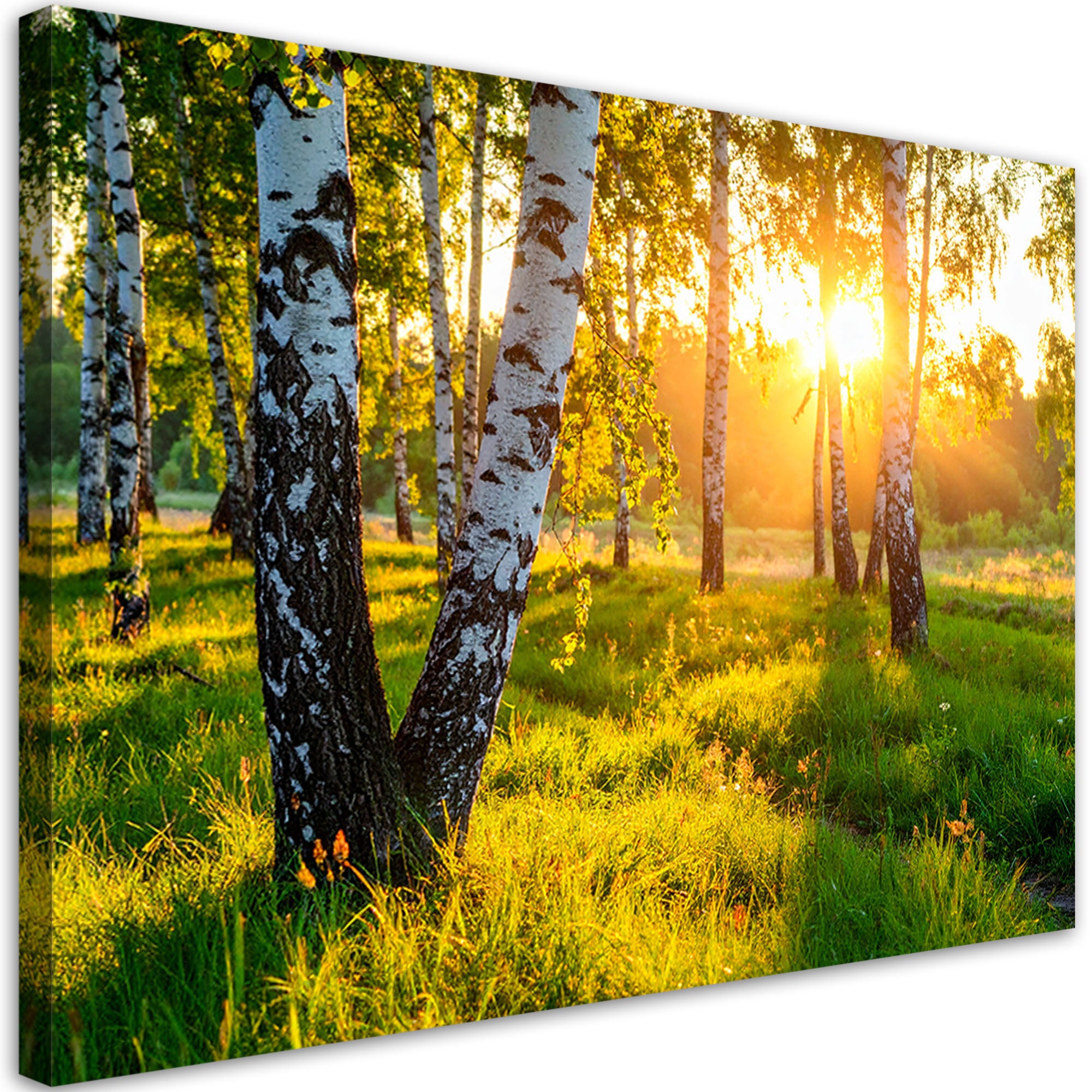 Obraz do salonu sypialni biura, Brzozowy las natura pejzaż 60x40