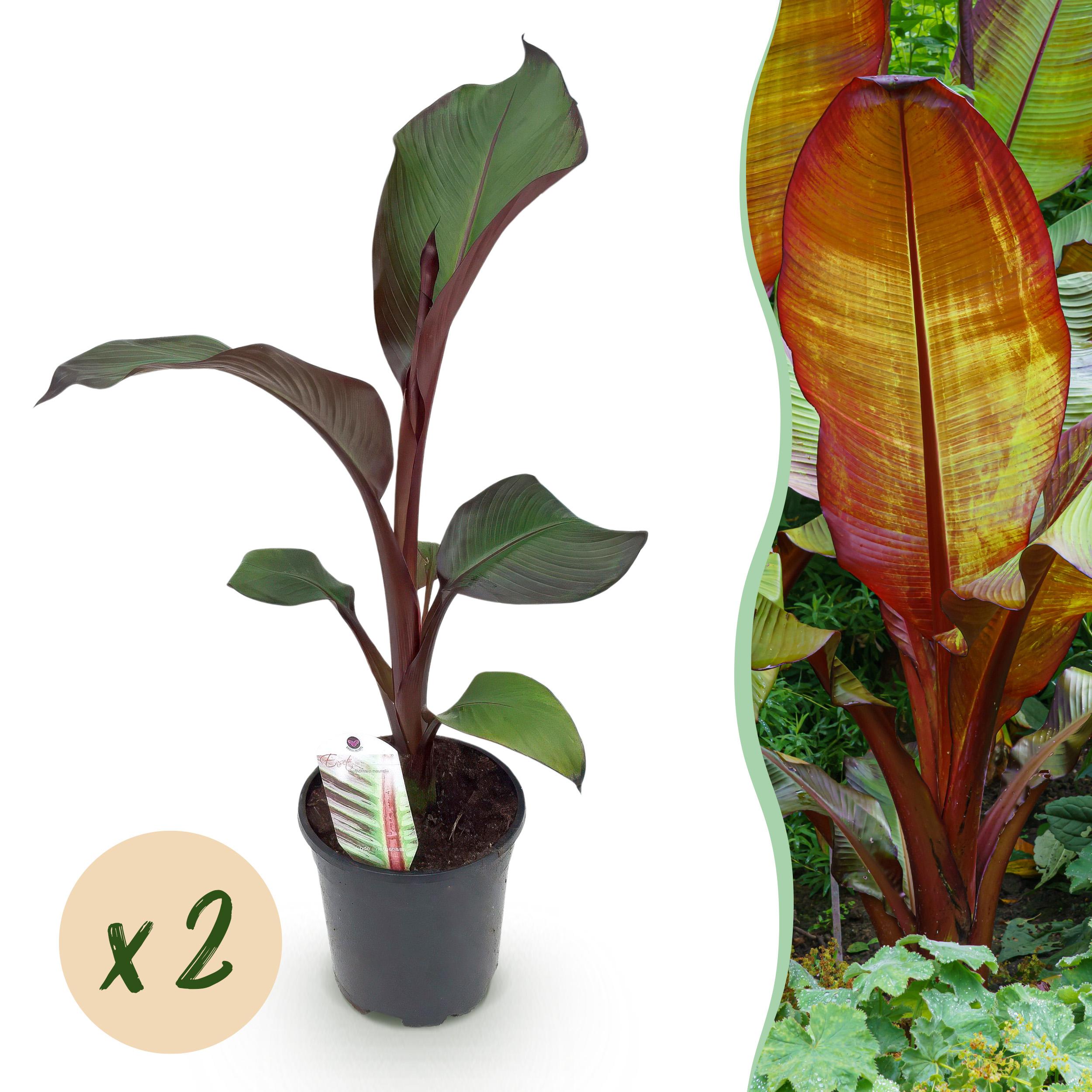 Green boutiQ Ensete ventricosum Maurelli – 2 rośliny – Doniczka 17 cm – 40 cm