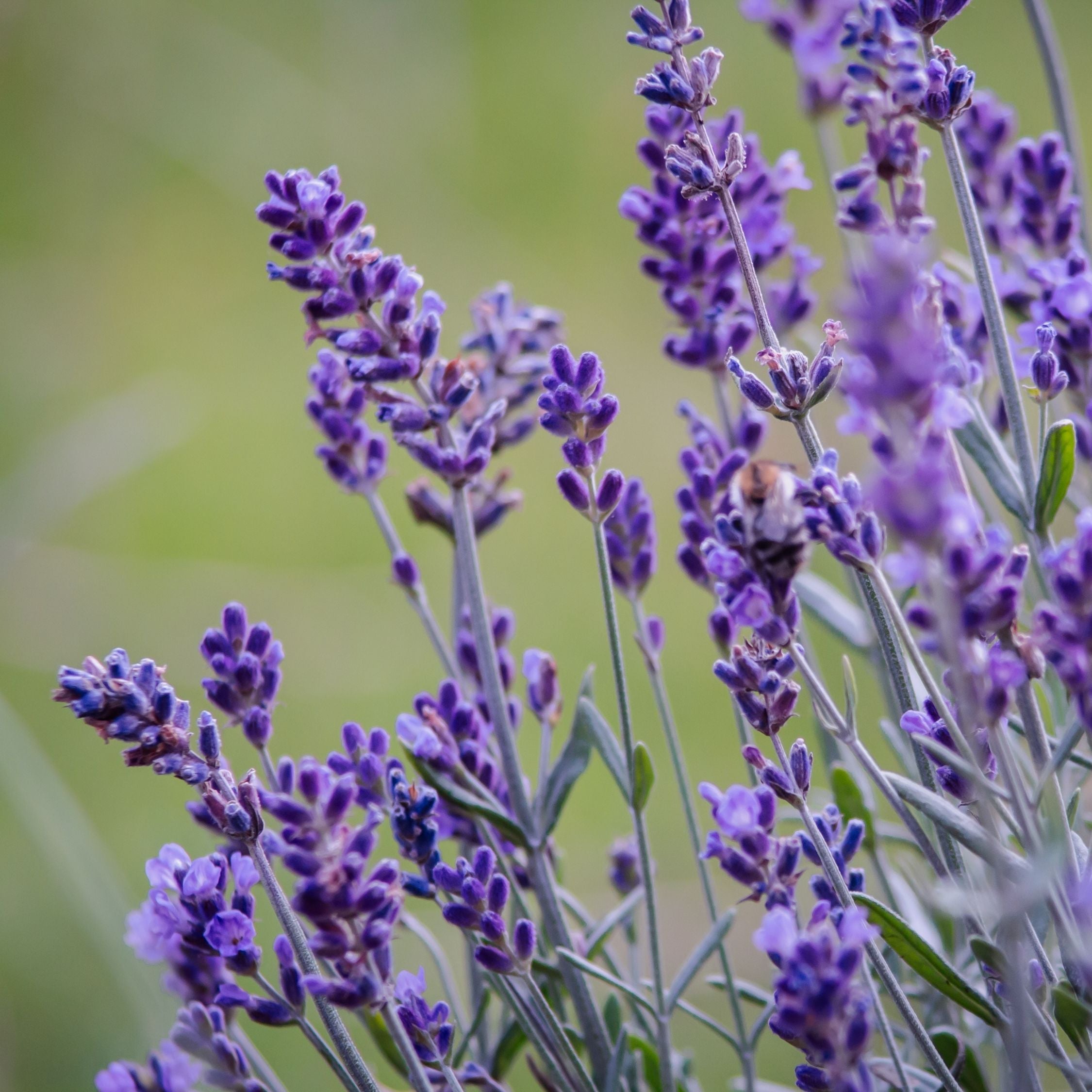Pianta di lavanda - 12 Pezzi - Lavandula angustifolia - a10-15cm - ⌀10,5cm - 5