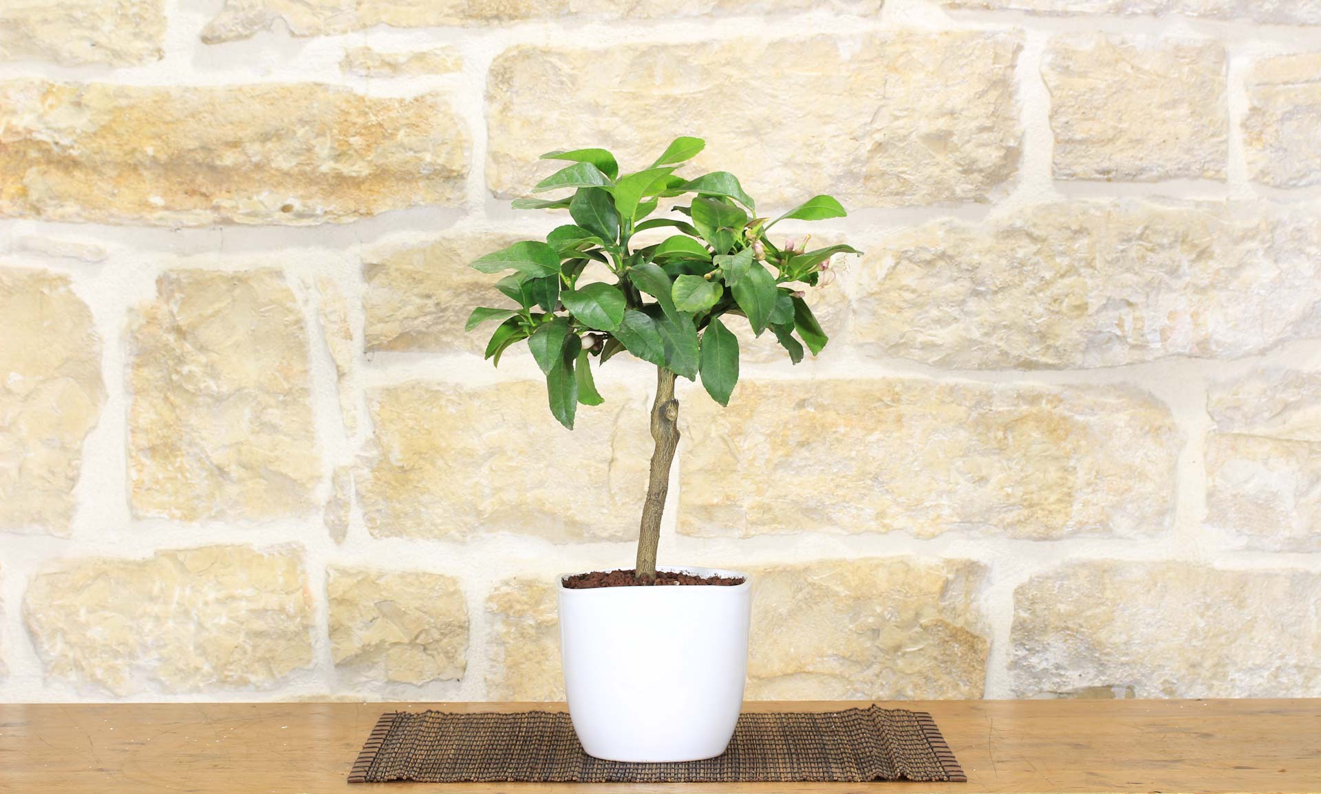 Bonsai di Limone in vaso quadrato | Leroy Merlin