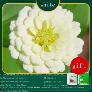 Lot de 100 graines de jonquille (pas de bulbes de jonquille) - Graines de fleurs de bonsaï - Plantes aquatiques à double pétales - Narcisse - Plante de jardin