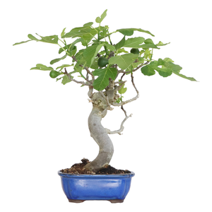 Clipart Albero Di Fico Albero Di Fico Illustrazioni, Vettoriali E