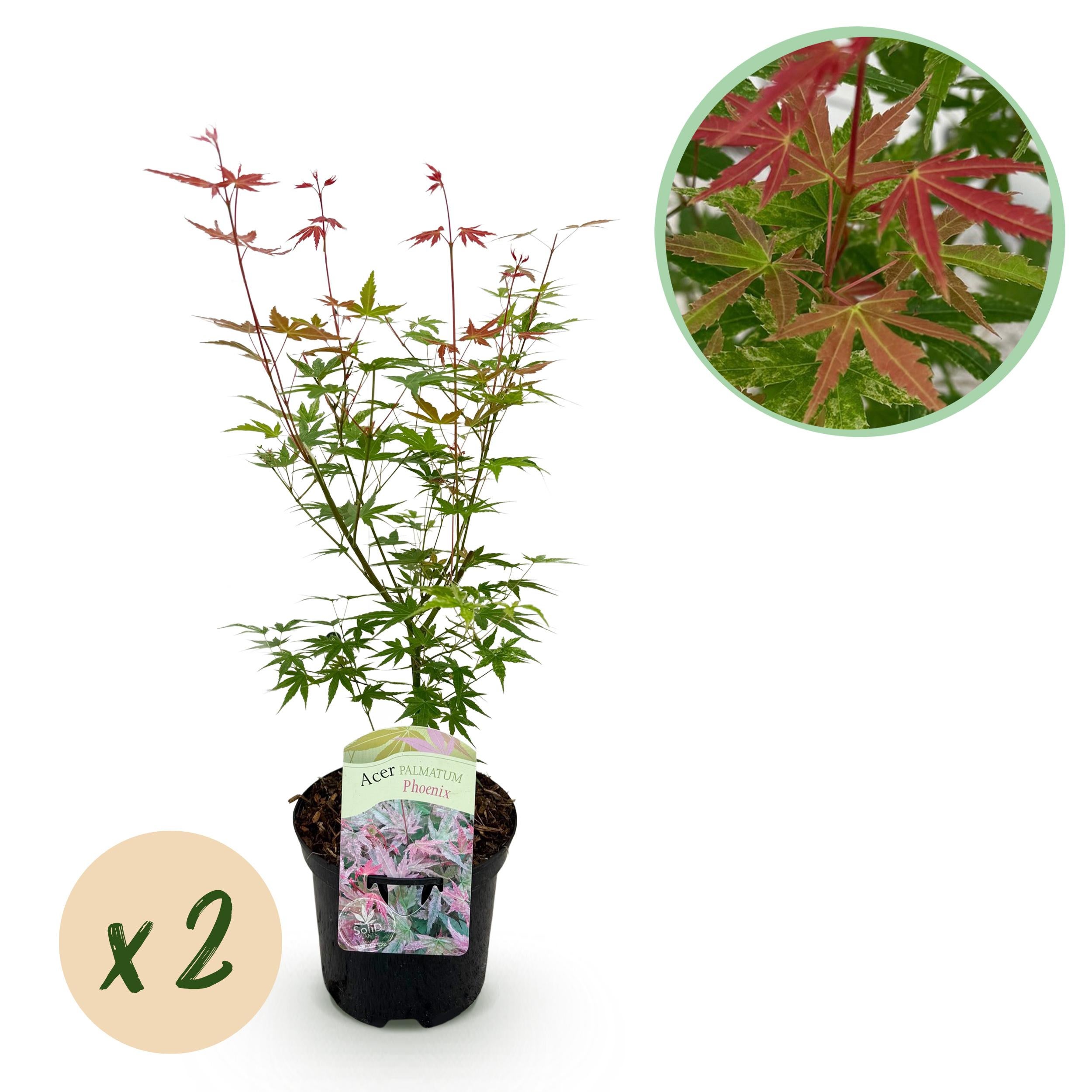 Green boutiQ Klon Japoński Acer palmatum Phoenix – 2 rośliny – Doniczka 19 cm – Wysokość 70 cm