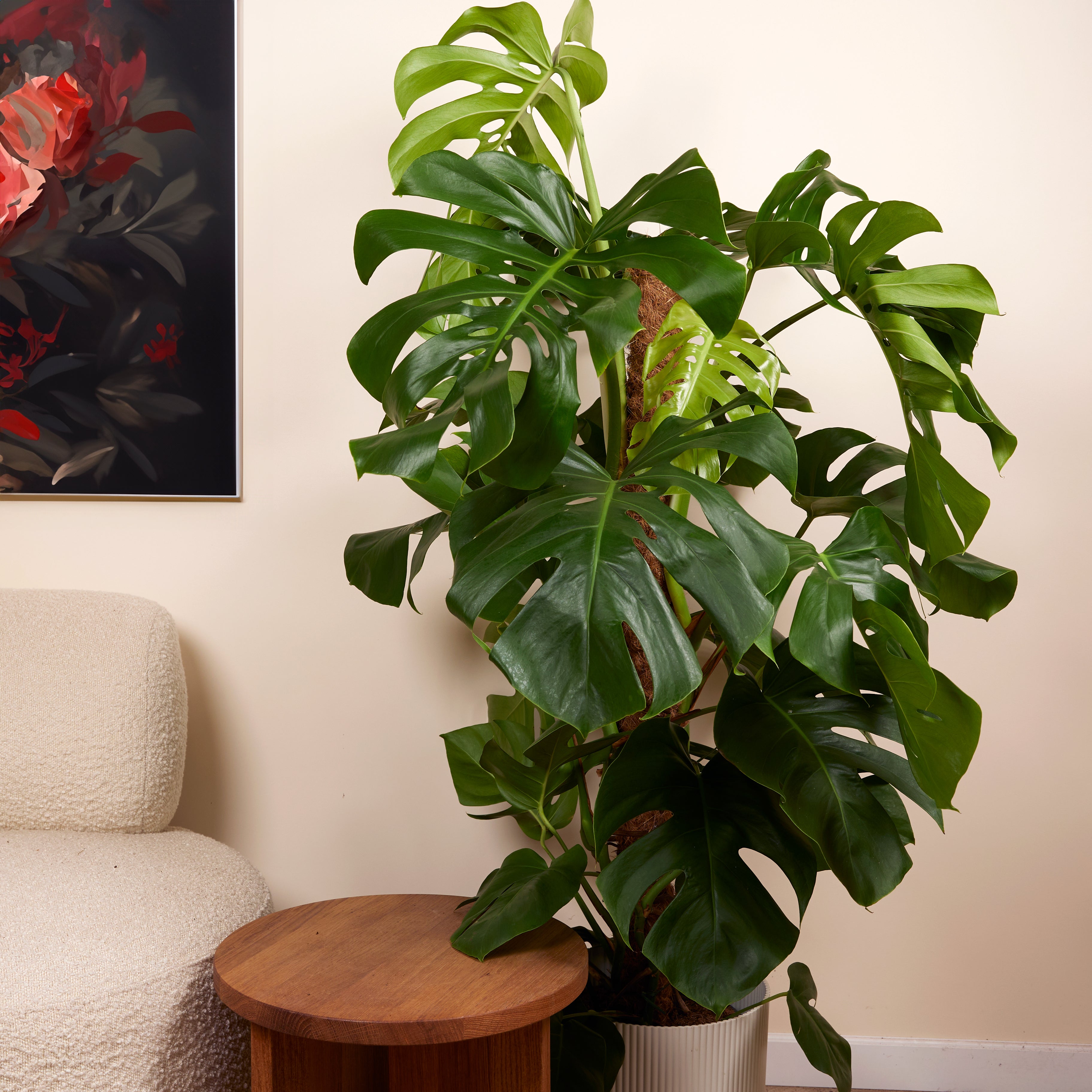Monstera Deliciosa - Avec tige de mousse - Plante à fromage suisse - H. 120-140 cm - P. 24 cm - 2