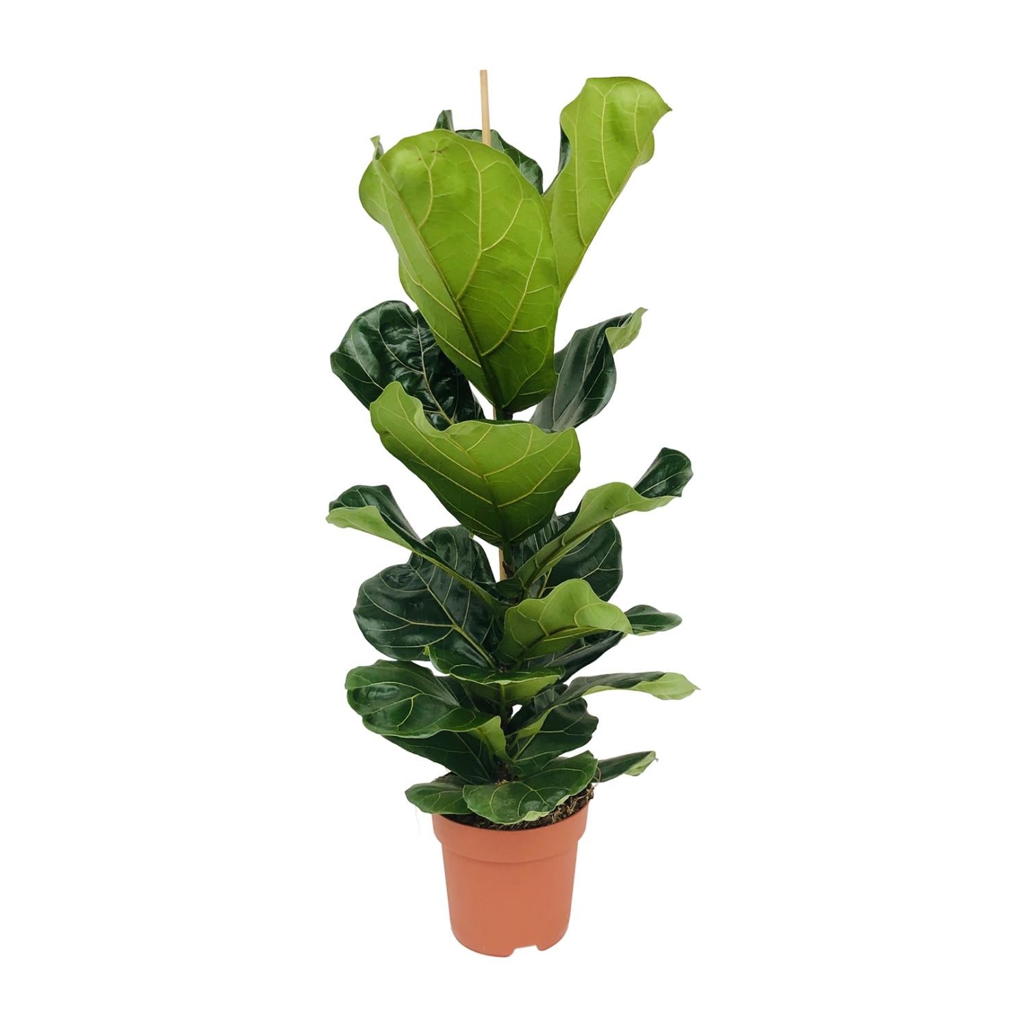 Ficus Lyrata - Roślina doniczkowa 21 cm - Wysokość 100 cm