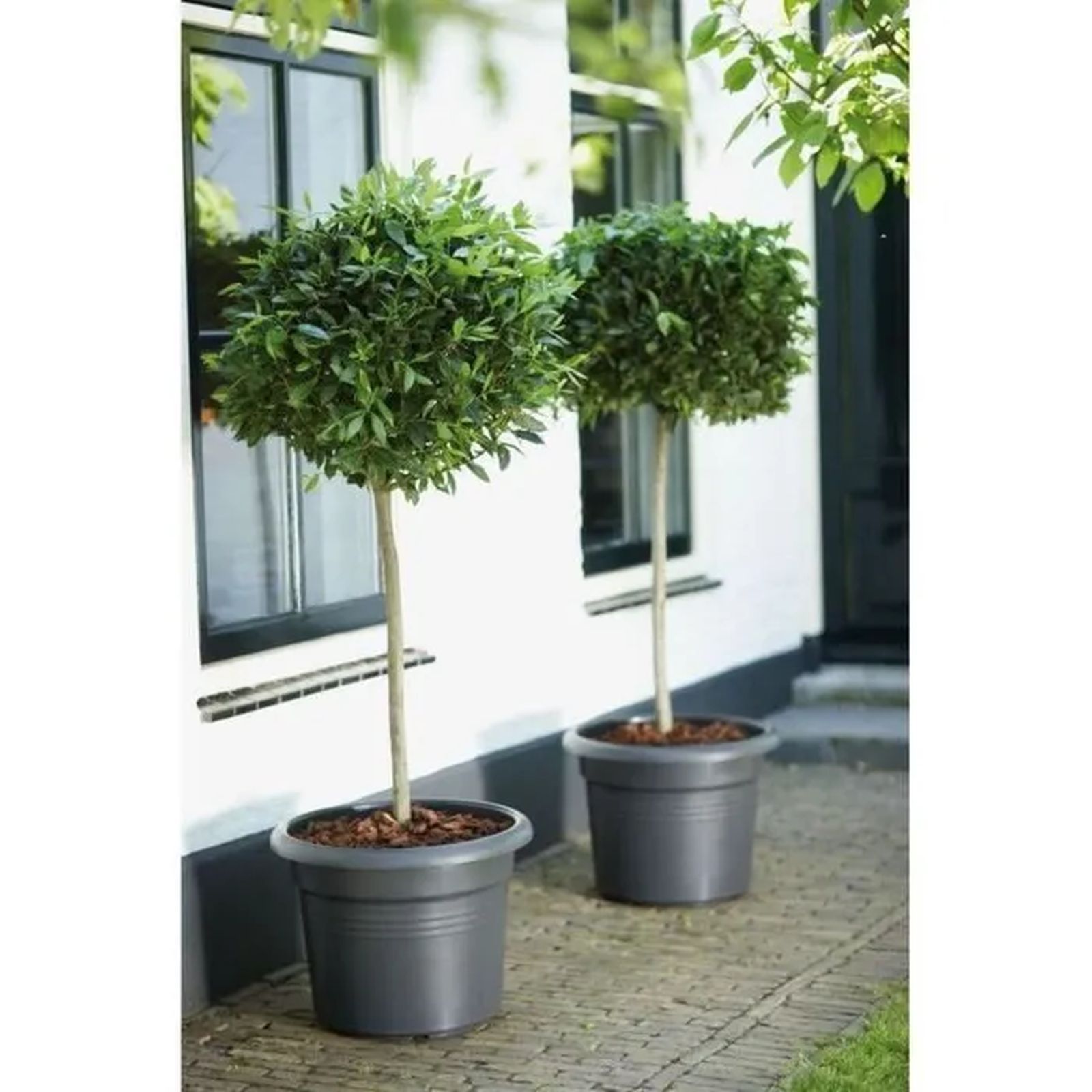 Fioriera Cilindro 65 Nera Ø 64 x 49 cm - 4