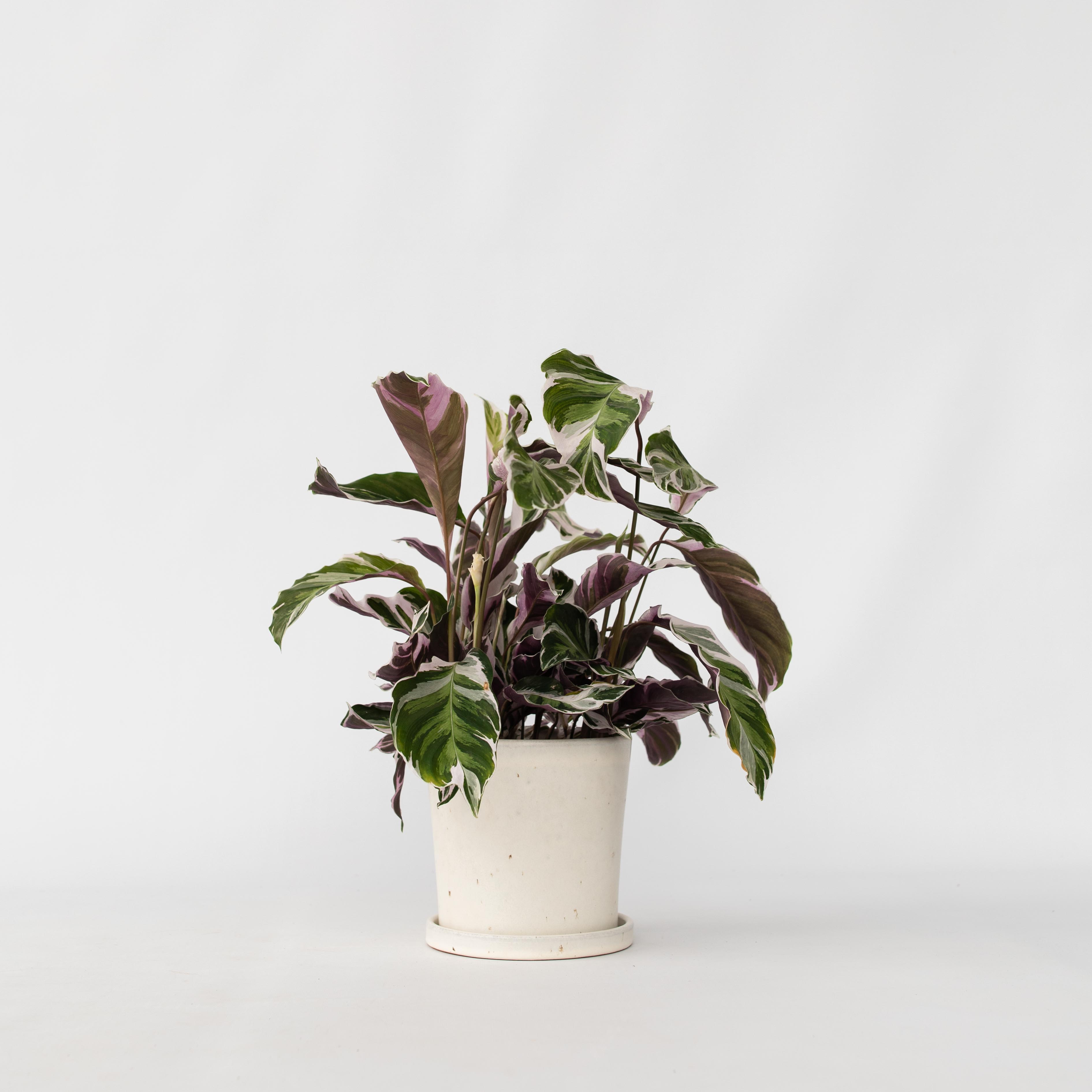Calatea - Calathea Lietzei 'White Fusion' - Altezza 30-40cm - ⌀14cm - 6