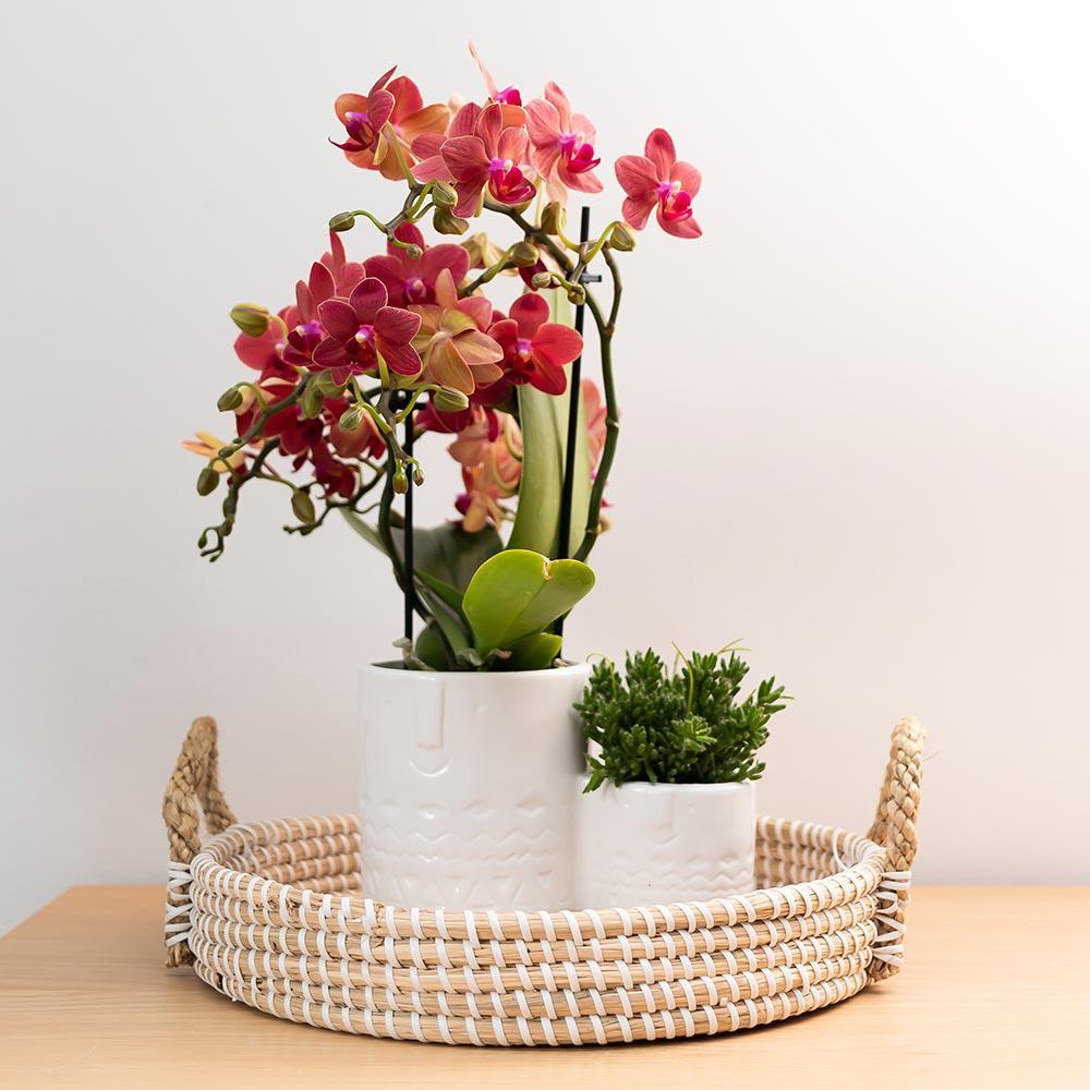 Orchidées colibris - Orchidée Phalaenopsis rouge - Congo - taille du pot 9cm - frais du producteur - 4