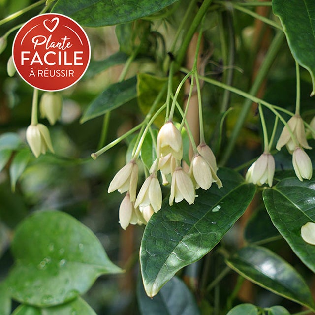 Holboellia coriacea - Vigne Bleue de Chine 3L - 60/90cm