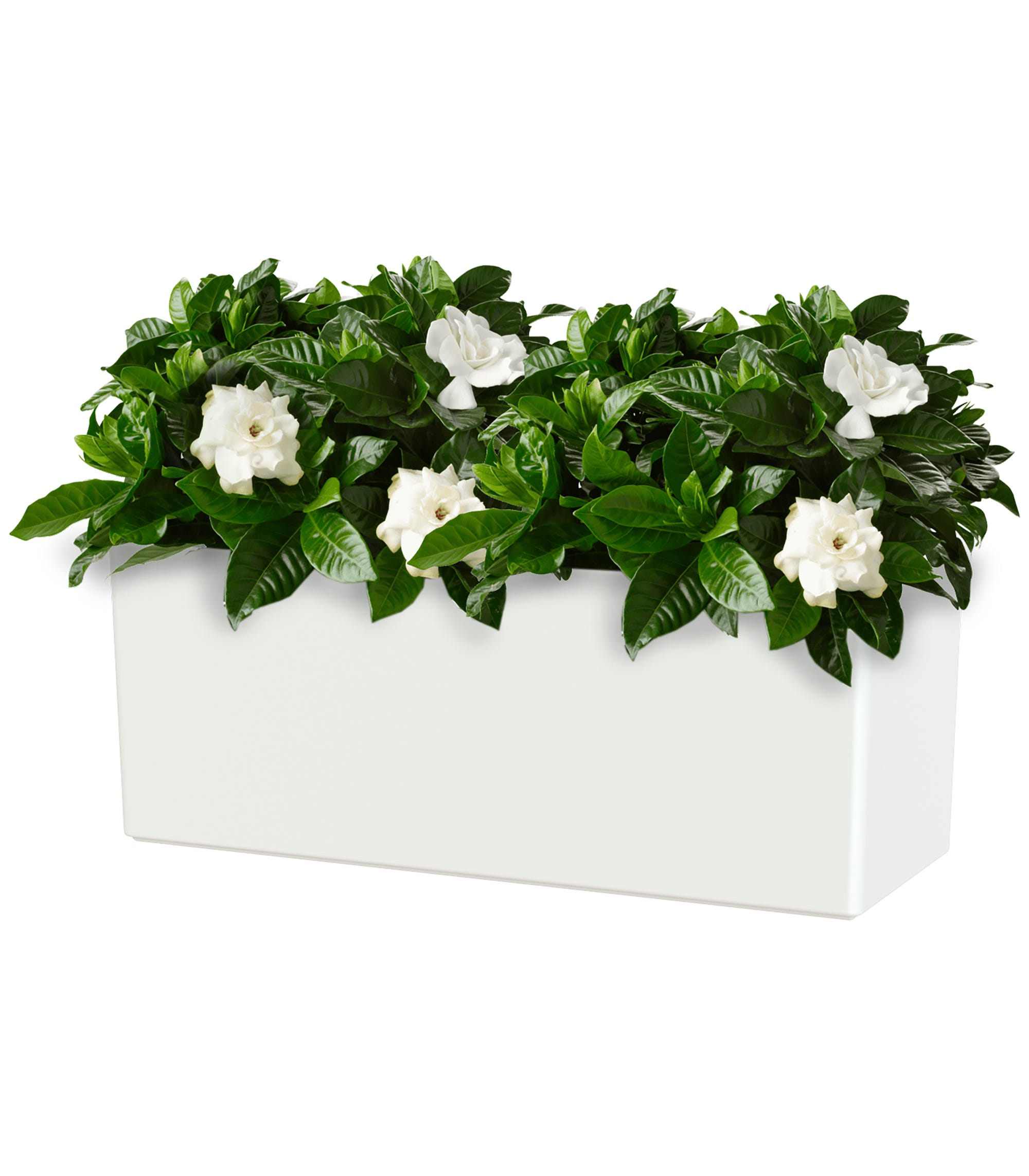 Jardinière auto-arrosante en polypropylène Rimini blanc 51x20x20cm - 3