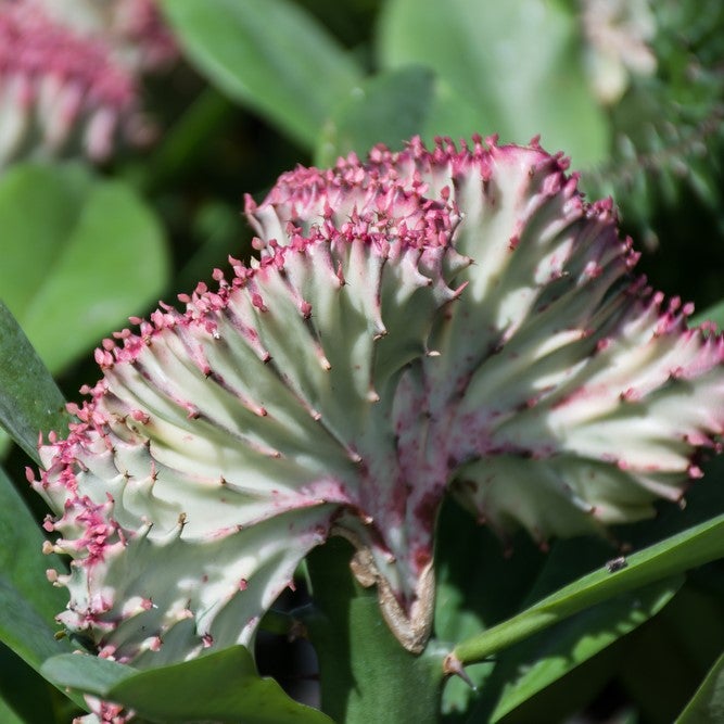 Euphorbia Lactea Cristata - Euphorbe cristée - Plante d'intérieur - H. 20-30 cm - P. 11 cm - 3