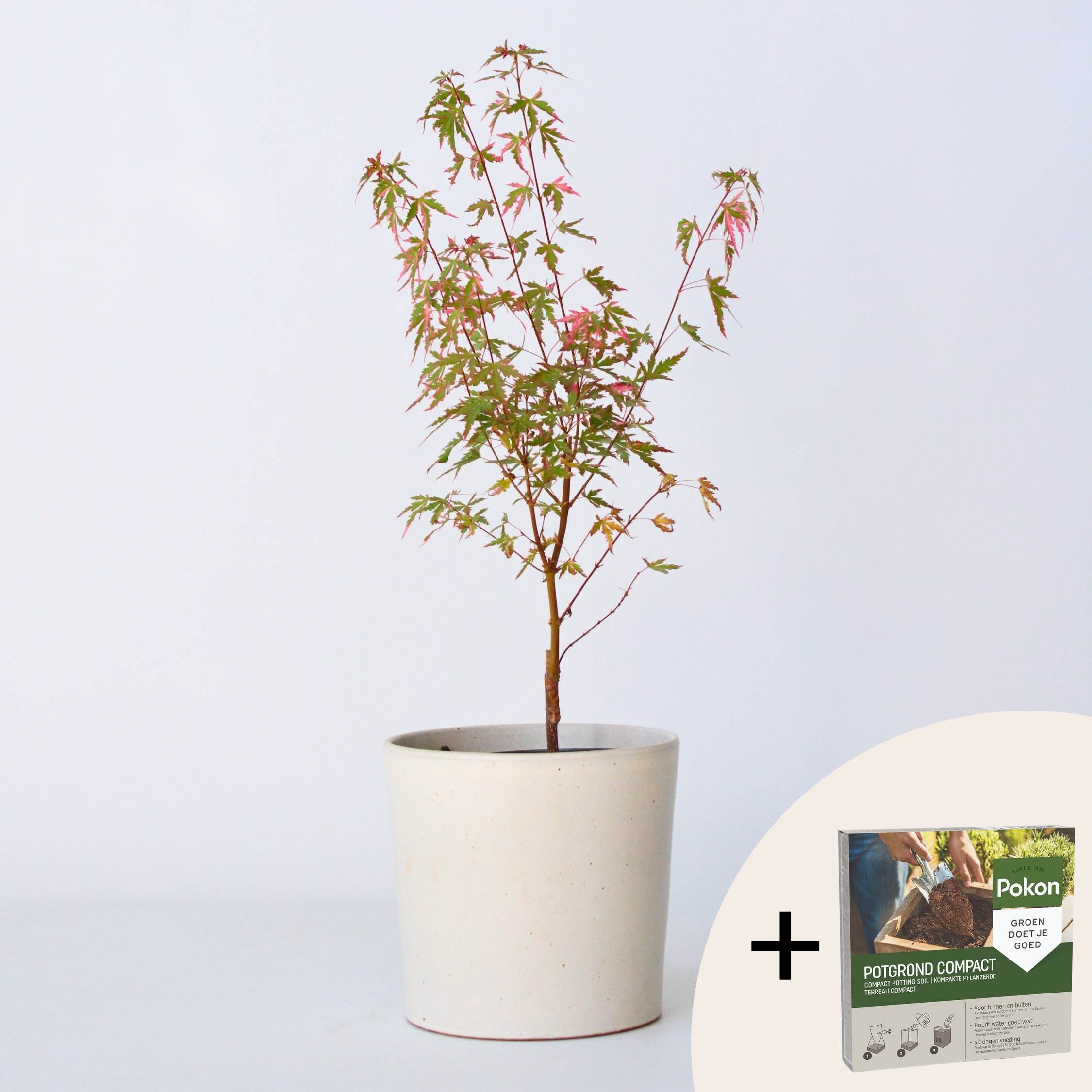 Érable du Japon - Acer palmatum 'Taylor' - Hauteur 50-60cm - ⌀19cm - 6