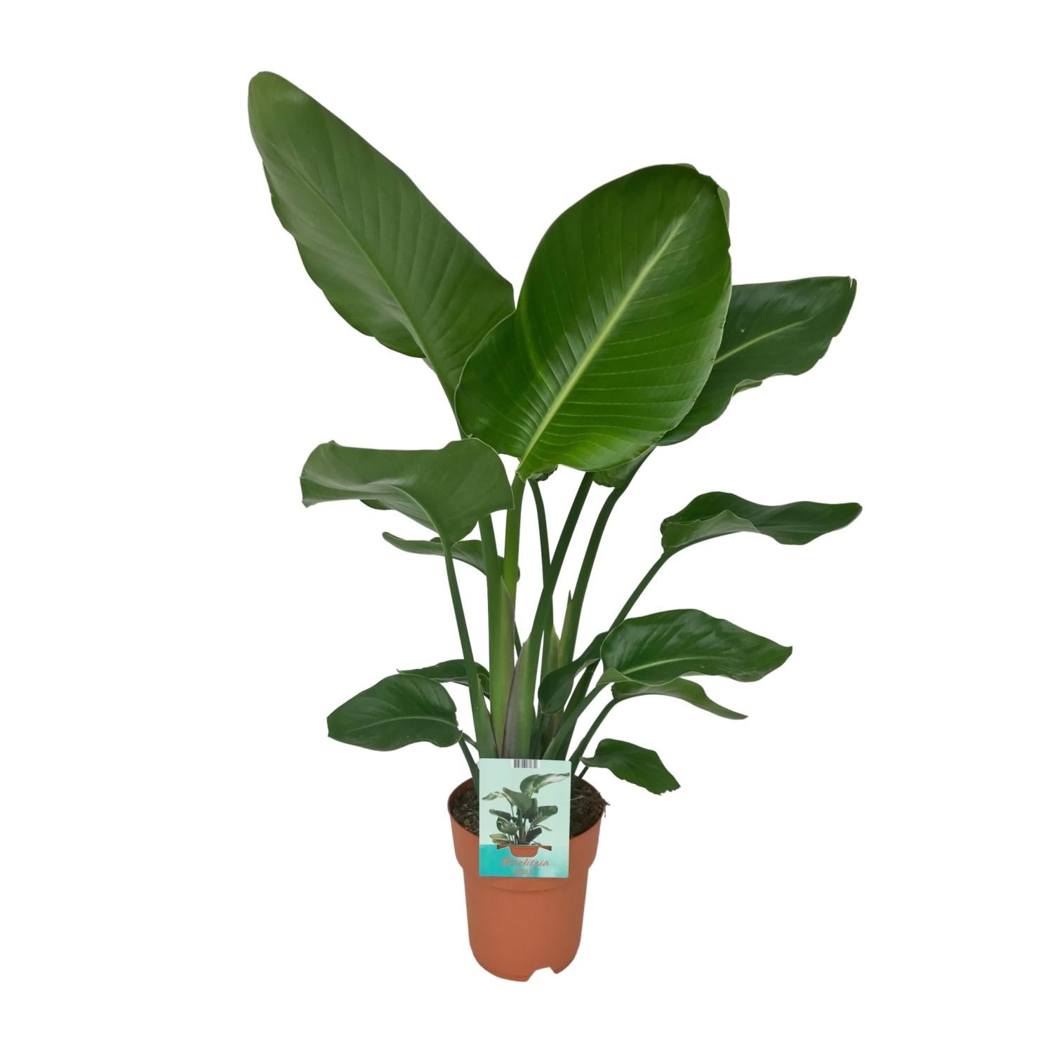 Comfortxl  Planta De Interior (Strelitzia Nicolai, Planta Ave Del Paraíso), Ø19cm, ↕90Cm– Green , Leroy Merlin