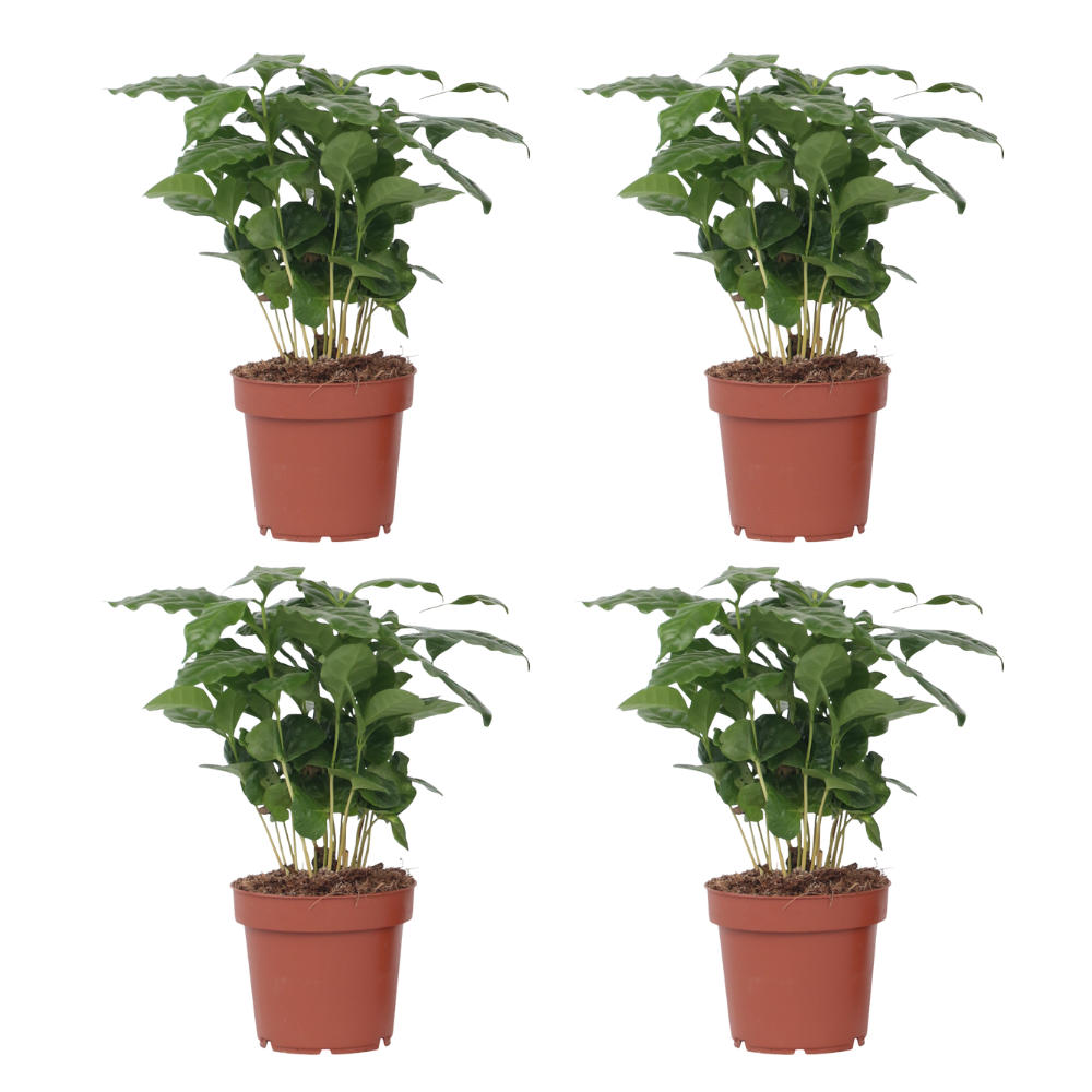 Cafeto arábico - 4 pzs - Coffea arabica - Altura 25-40cm - ⌀12cm ...
