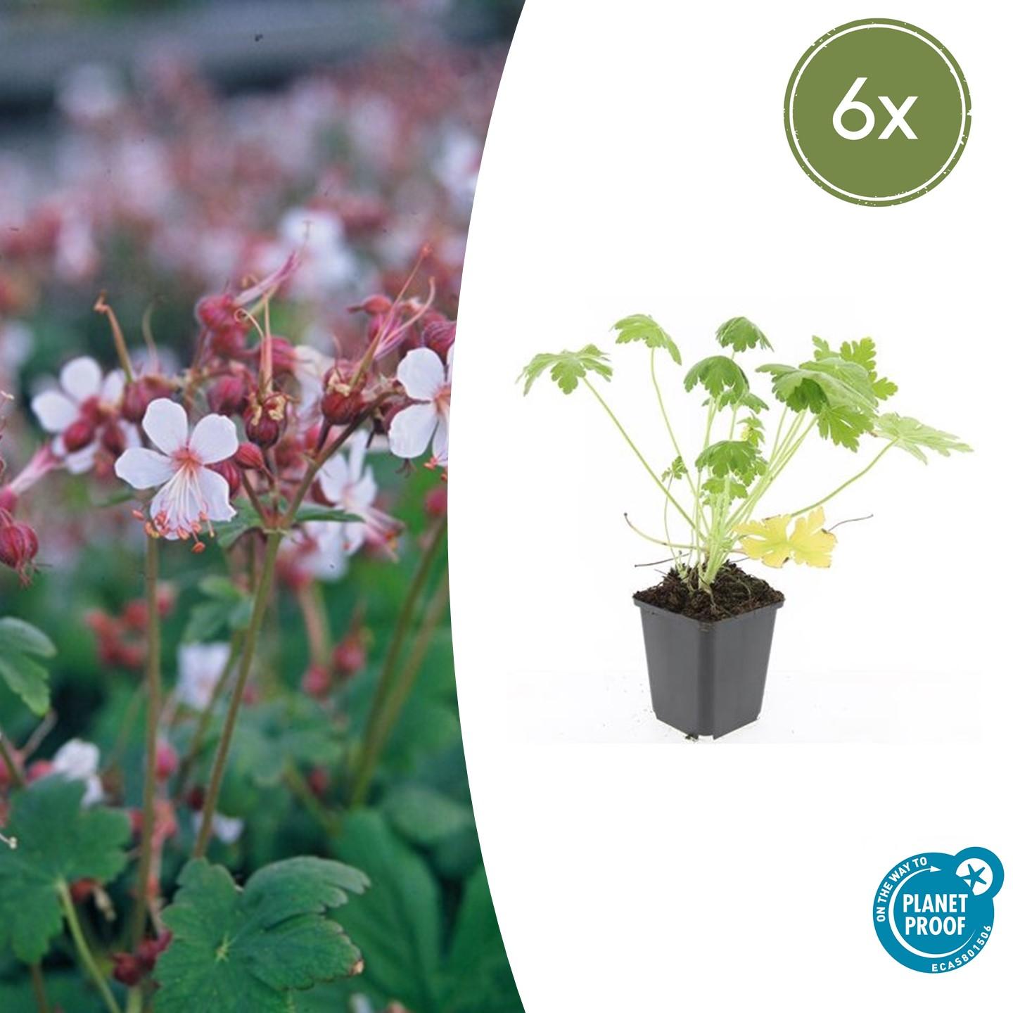 6x Geranium macrorrhizum 'Spessart' – Biały bodziszek okrywowy ...