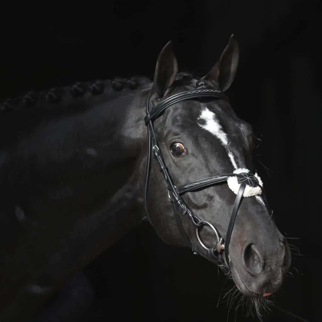 Demi-Pension - Poney Club Des Retrouvailles