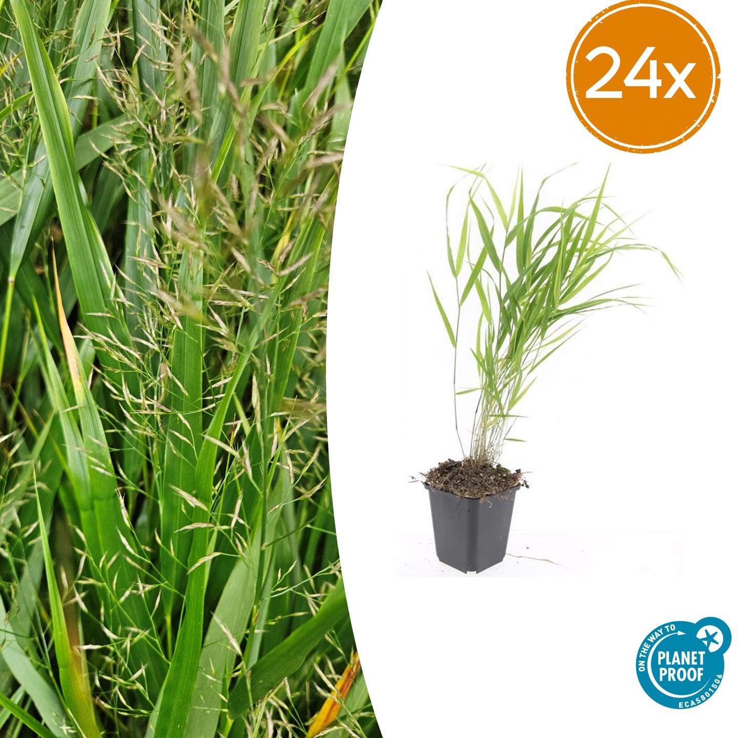 24x Trawa japońska (Hakonechloa macra) | Doniczka Ø9 cm | Wysokość 10-25 cm – MOSELOTA Green