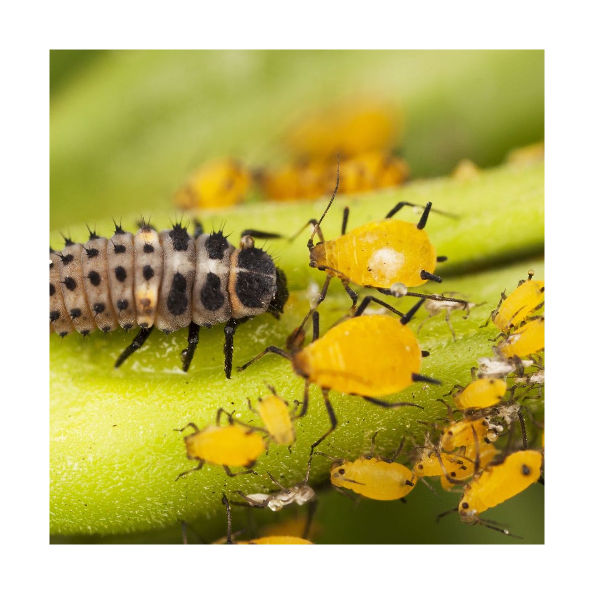 30 larves coccinelles anti-pucerons - Coccilaure - 4