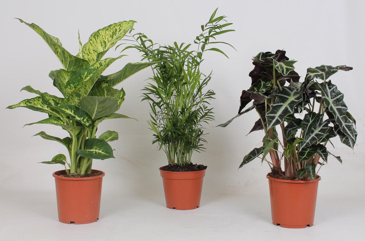 Rośliny doniczkowe Mix – Zestaw 3 sztuki – Ø17 cm – Wysokość 45-55 cm – Zielona dekoracja