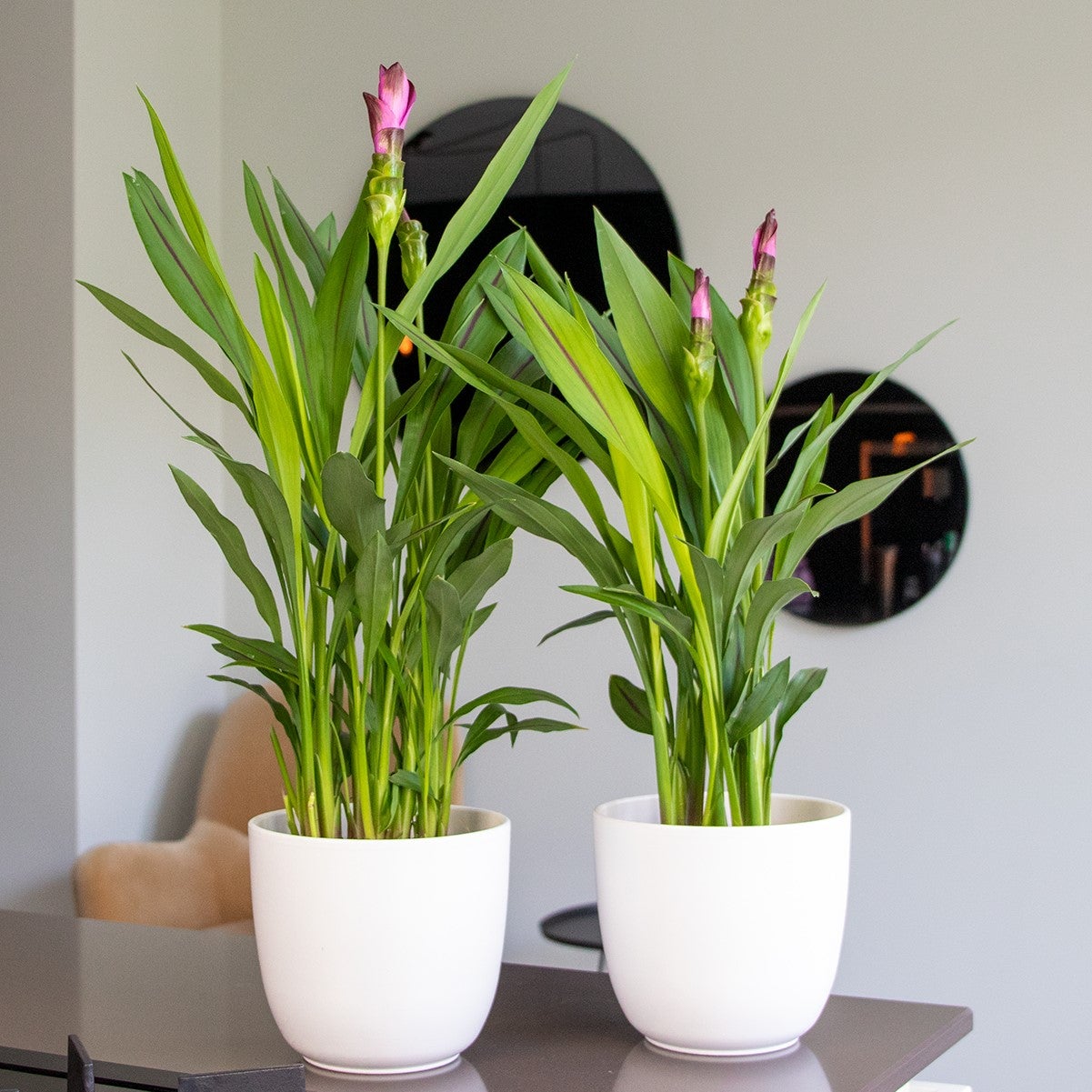 Curcuma Siam - Curcuma ornemental - Plante d’intérieur - Dépolluante - H. 40-50 cm - P. 14 cm - 2