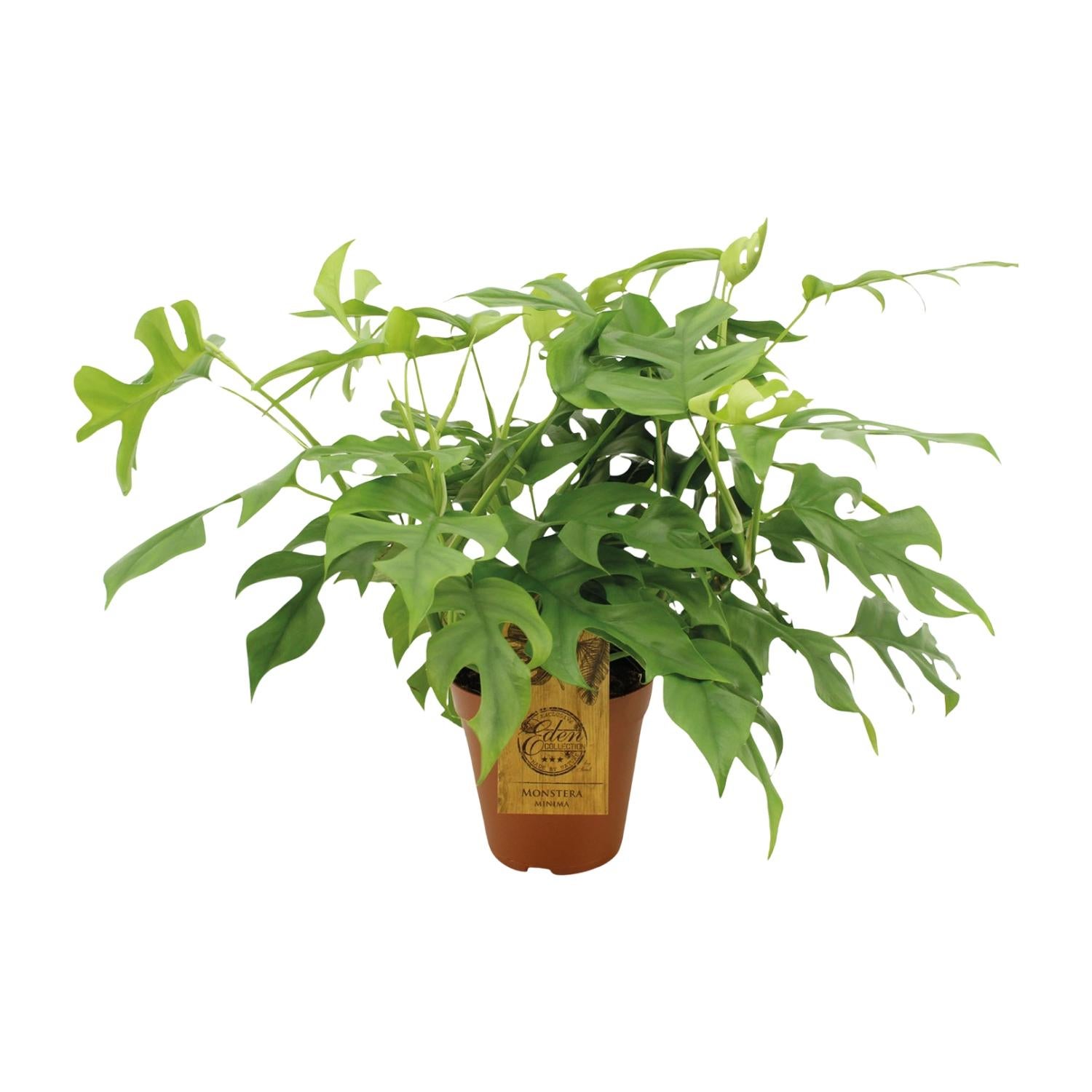 Monstera Minima - Roślina doniczkowa łatwa w pielęgnacji - Doniczka 15 cm