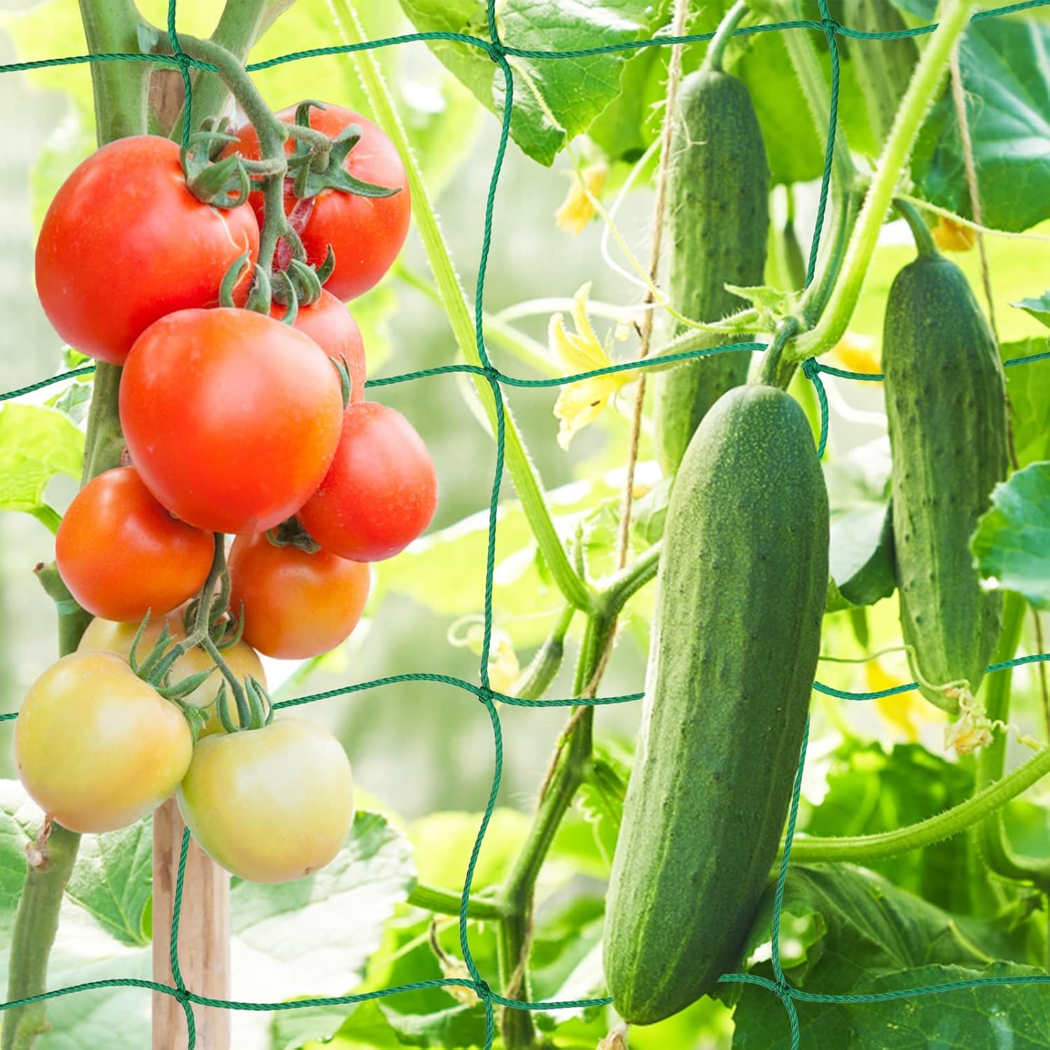 Rete Da Giardino Per Rampicanti 3,6x1,8 M – Maglia 10x10 Cm – Nylon Resistente Con Corde Agli Angoli – Per Cetrioli, Pomodori, Fagioli E Uva - 5