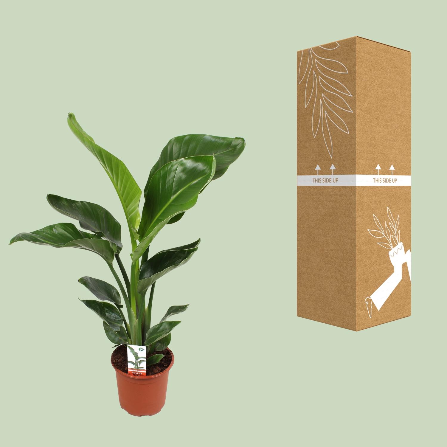 Strelitzia Nicolai Fleur de Paradis - 17cm - Hauteur 70cm | Leroy Merlin