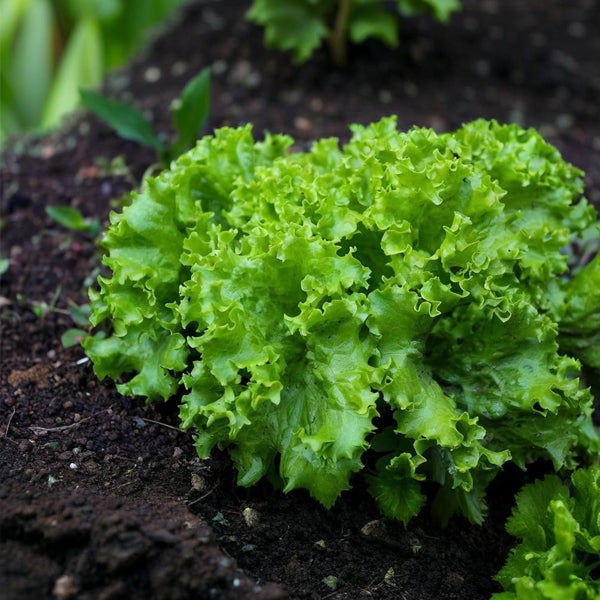 700 Graines de Laitue - Culture Facile en Pot Intérieur/Extérieur - Semences Légumes Frais - 4