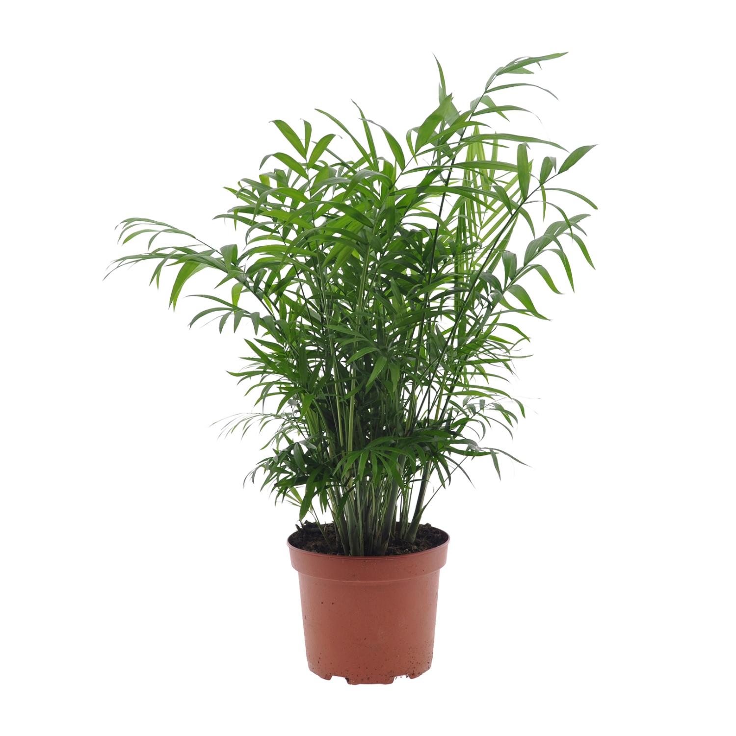 Chamaedorea Elegans - Palma Wewnątrz 17cm - 50cm - Roślina Łatwa w Pielęgnacji