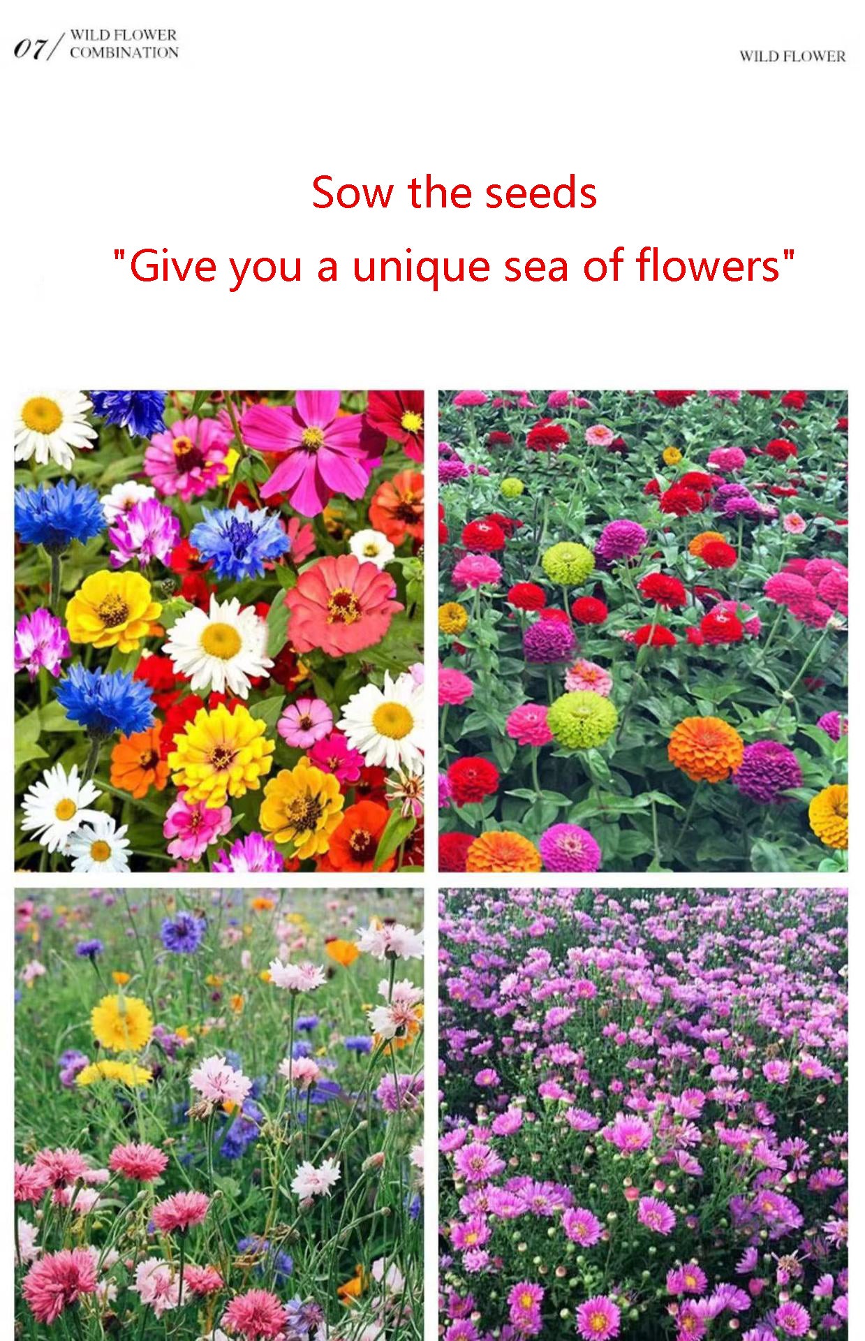 1 000 graines de fleurs sauvages mélangées | Fleurs sauvages colorées | Attire les abeilles et les papillons (annuelles et vivaces) - 5