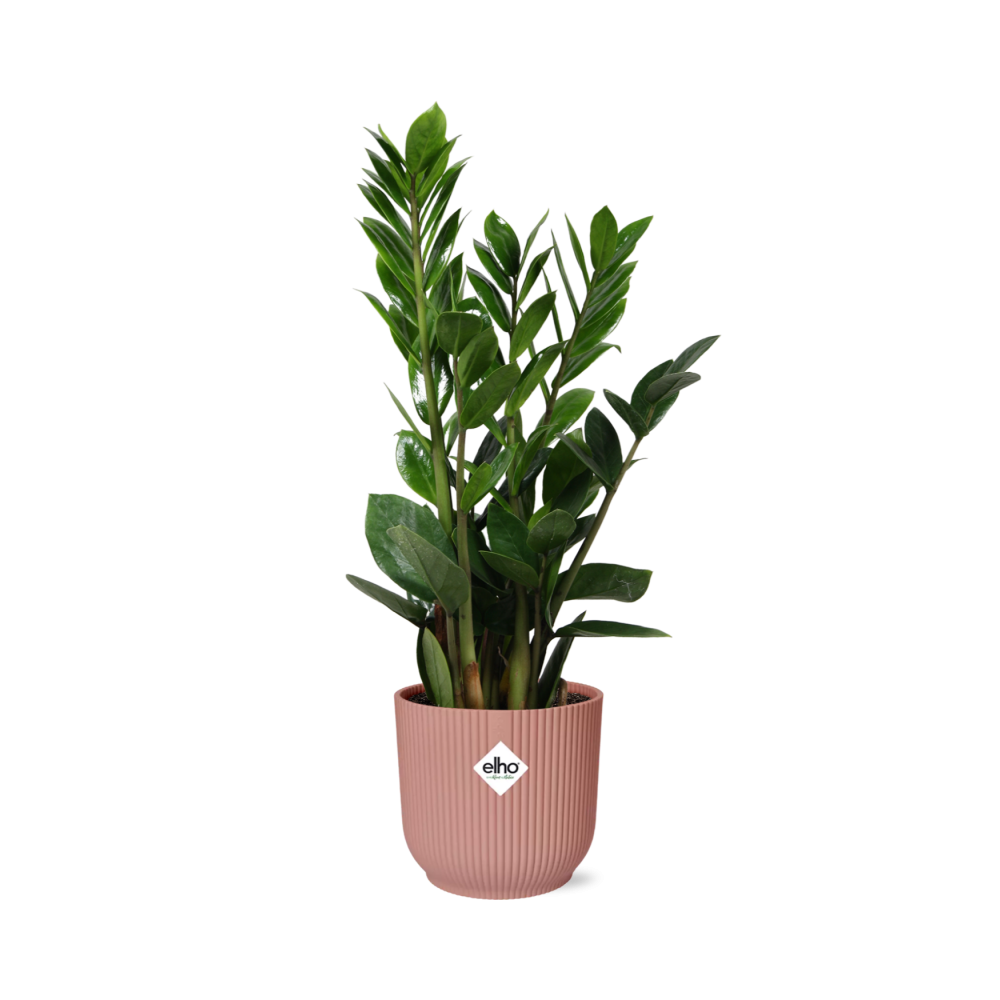 Zamioculcas (Roślina ZZ) w doniczce ELHO Vibes Fold 14cm różowej – Wysokość 45-50 cm