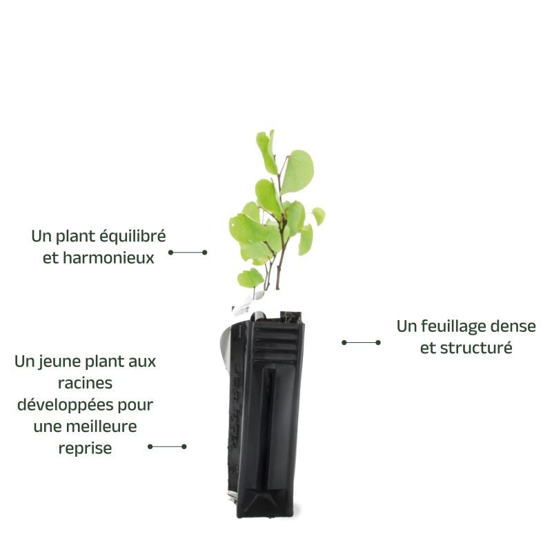 Arbre de judée (Cercis silliquastrum) - Godet - Taille 10/15cm - Pépinières Naudet - 3