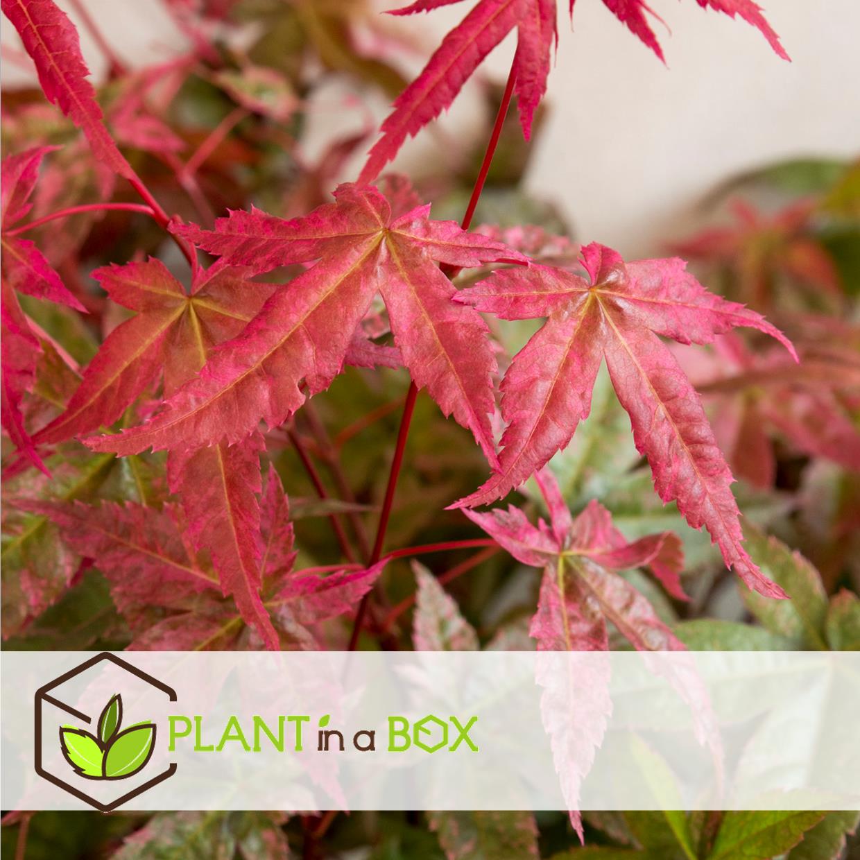 Érable du Japon - Acer palmatum 'Beni Maiko' - Hauteur 60-70cm - ⌀19cm - 5