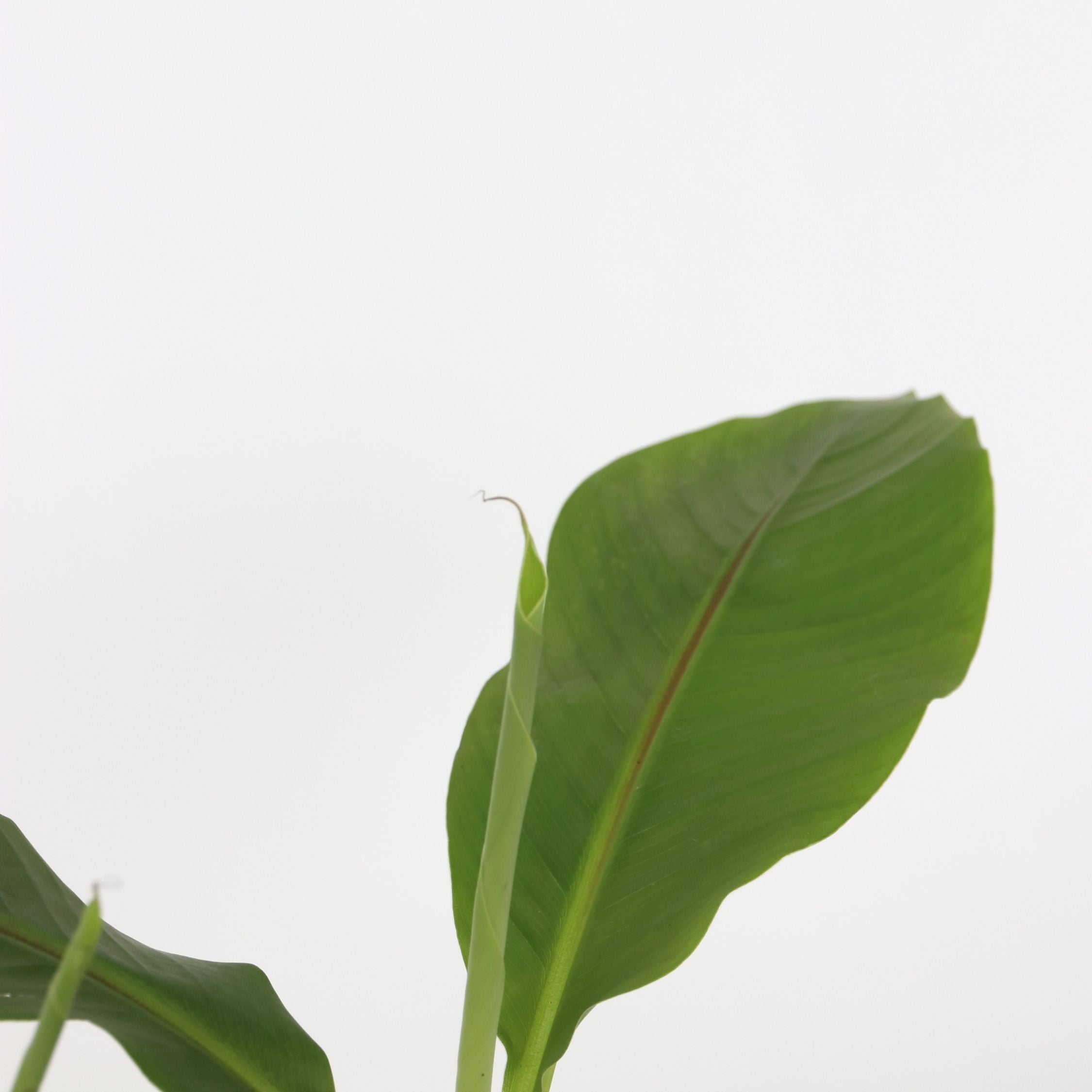Banano giapponese - 2 Pezzi - Musa basjoo - Altezza 25-40cm - ⌀9cm - 4