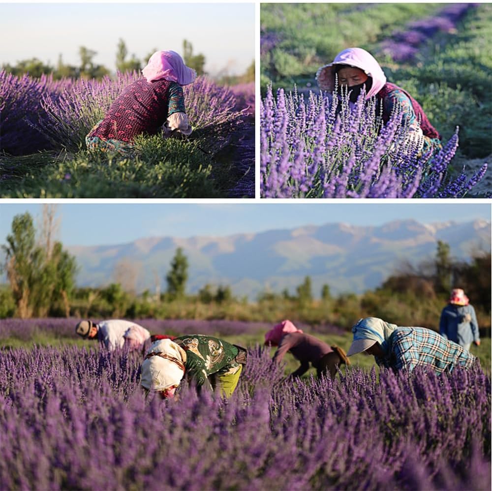 Bouquets de fleurs de lavande séchées (plus de 200 tiges, de 38 à 43 cm de long) pour la décoration intérieure,les loisirs créatifs, les cadeaux - 6