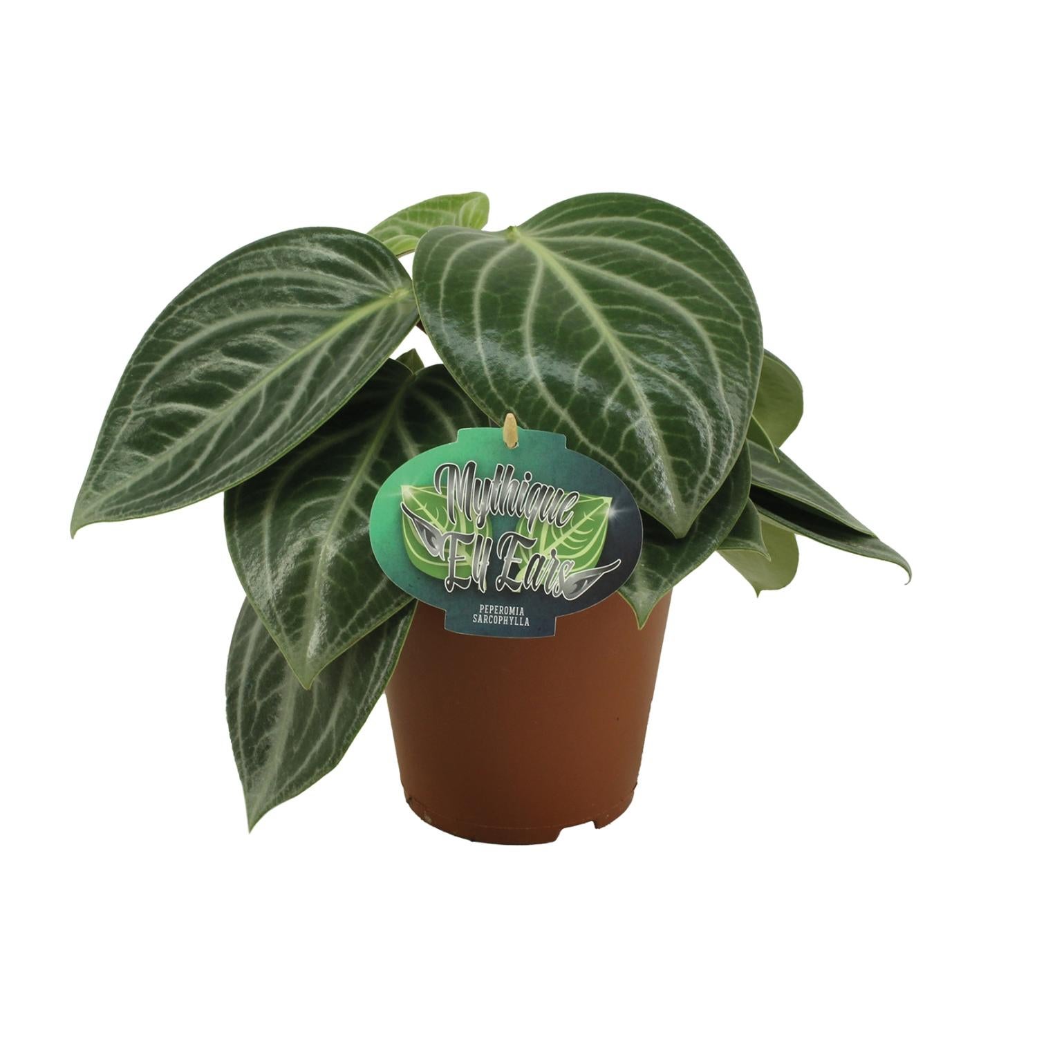 Peperomia Sarcophylla - Dekoracyjna roślina doniczkowa - Doniczka Ø15cm - Wysokość 25cm