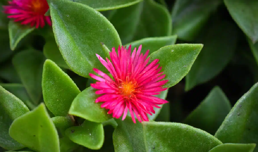 Aptenia cordifolia verde fiore rosa in basket 16cm foto reali piante grasse - 2