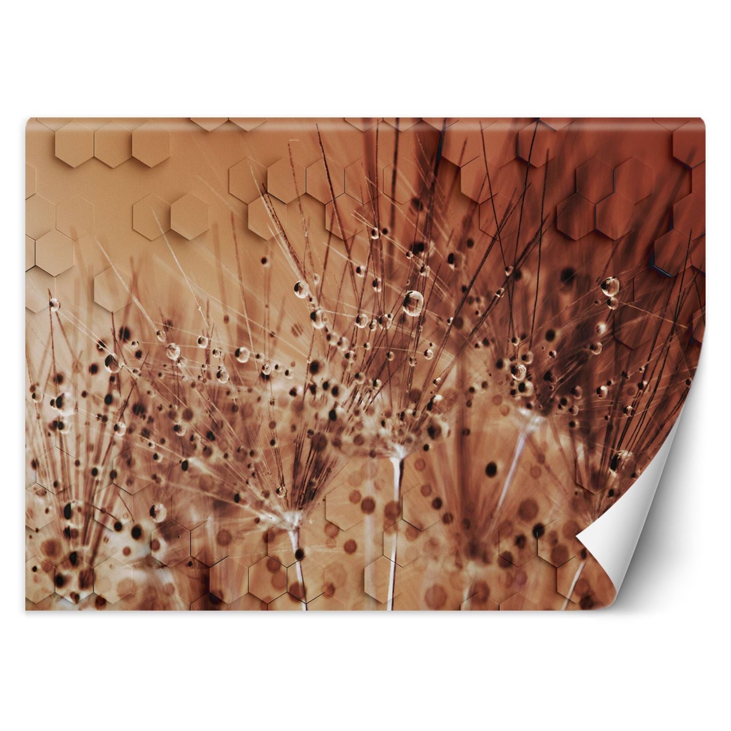 Fototapeta, Dmuchawce w kroplach rosy 254x184