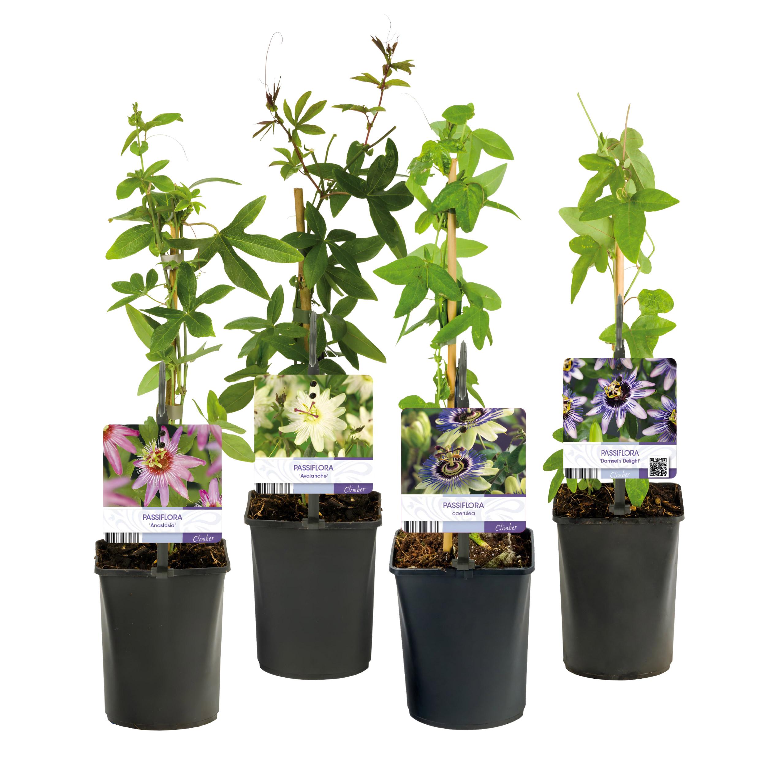 Green boutiQ – Passiflora Rainbow – 4 piante – Fiori rosa, bianco, viola, verde – Facile cura – Vaso 11 cm – Altezza 40 cm - 2
